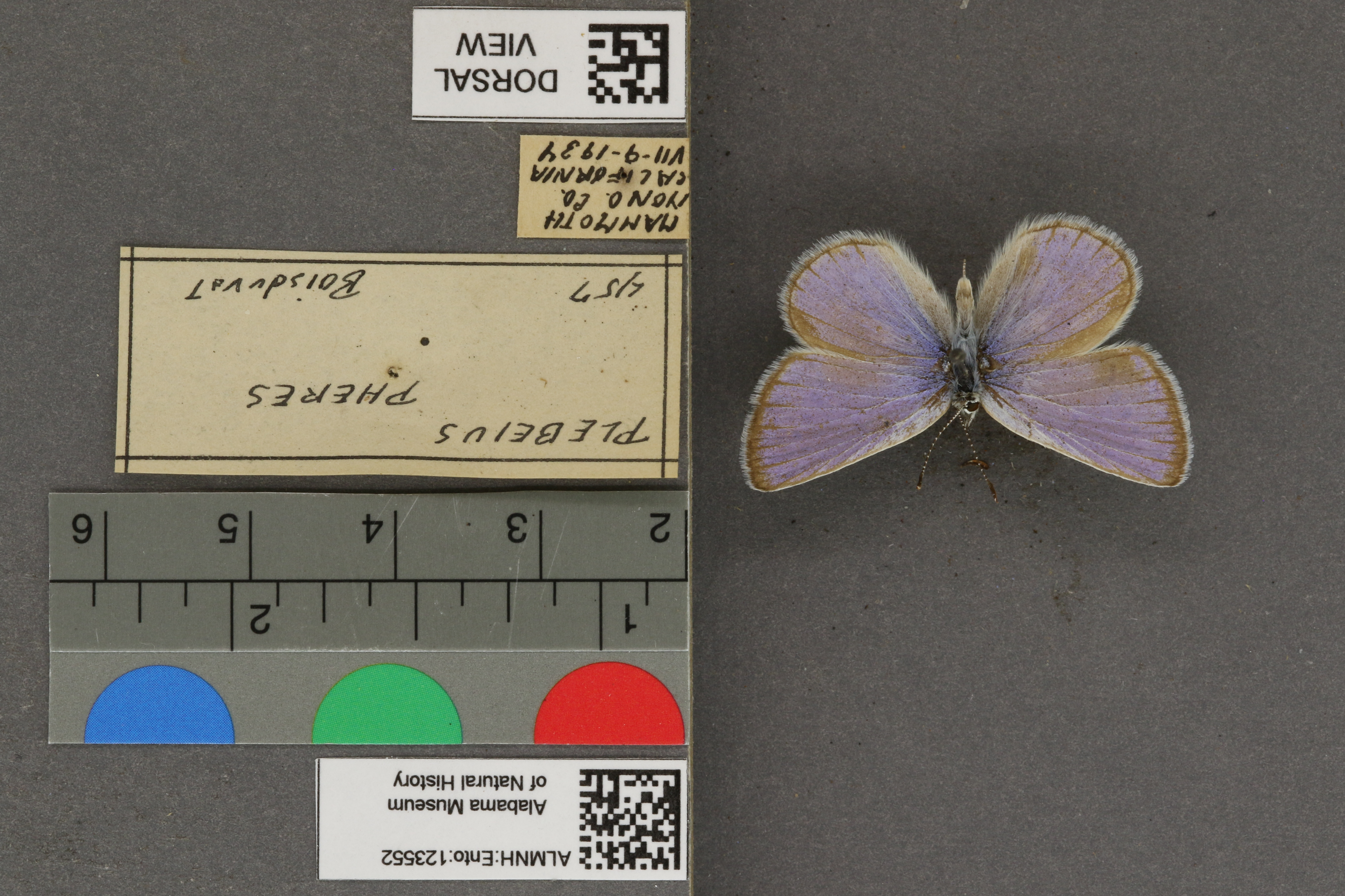 Plebejus icarioides