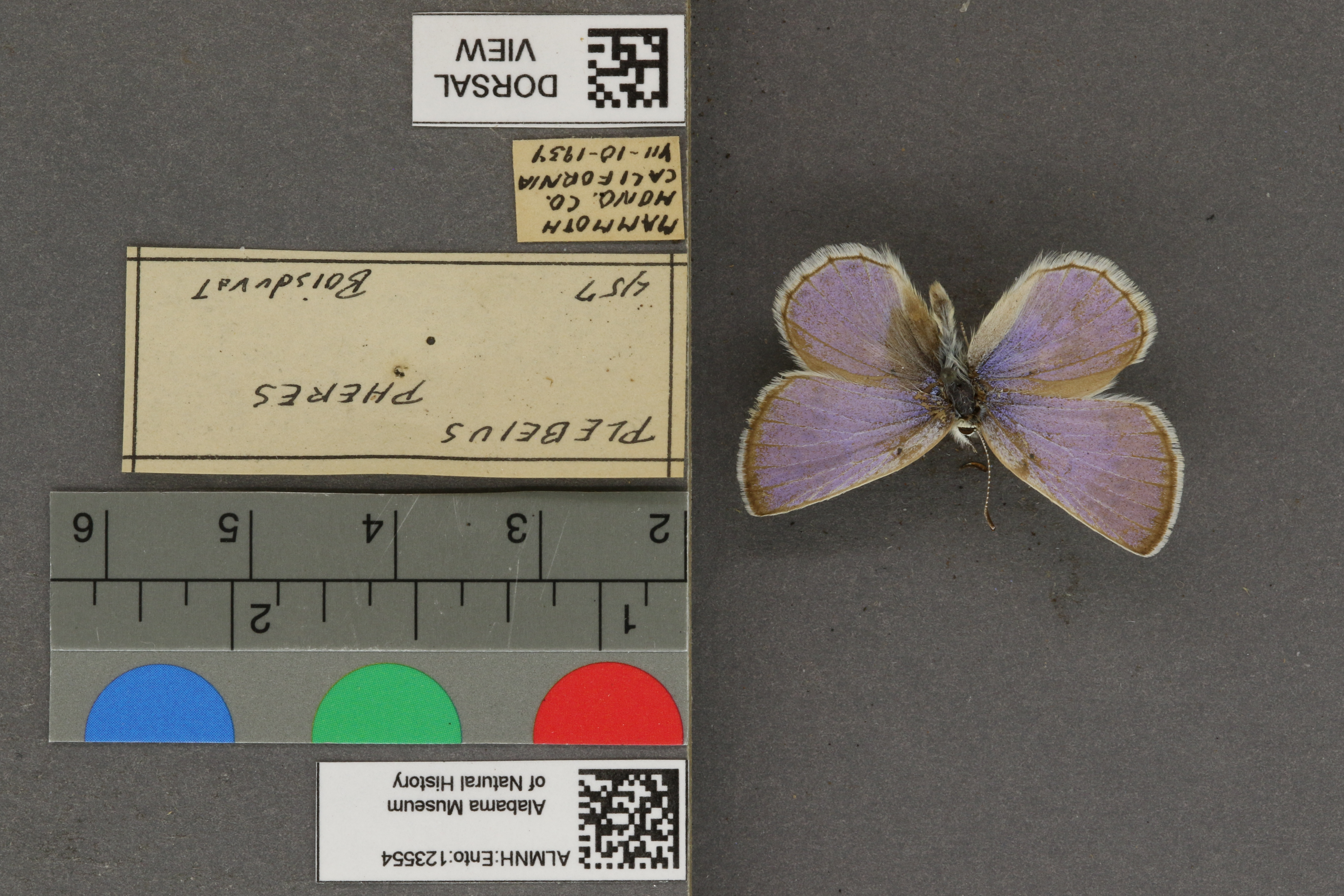 Plebejus icarioides