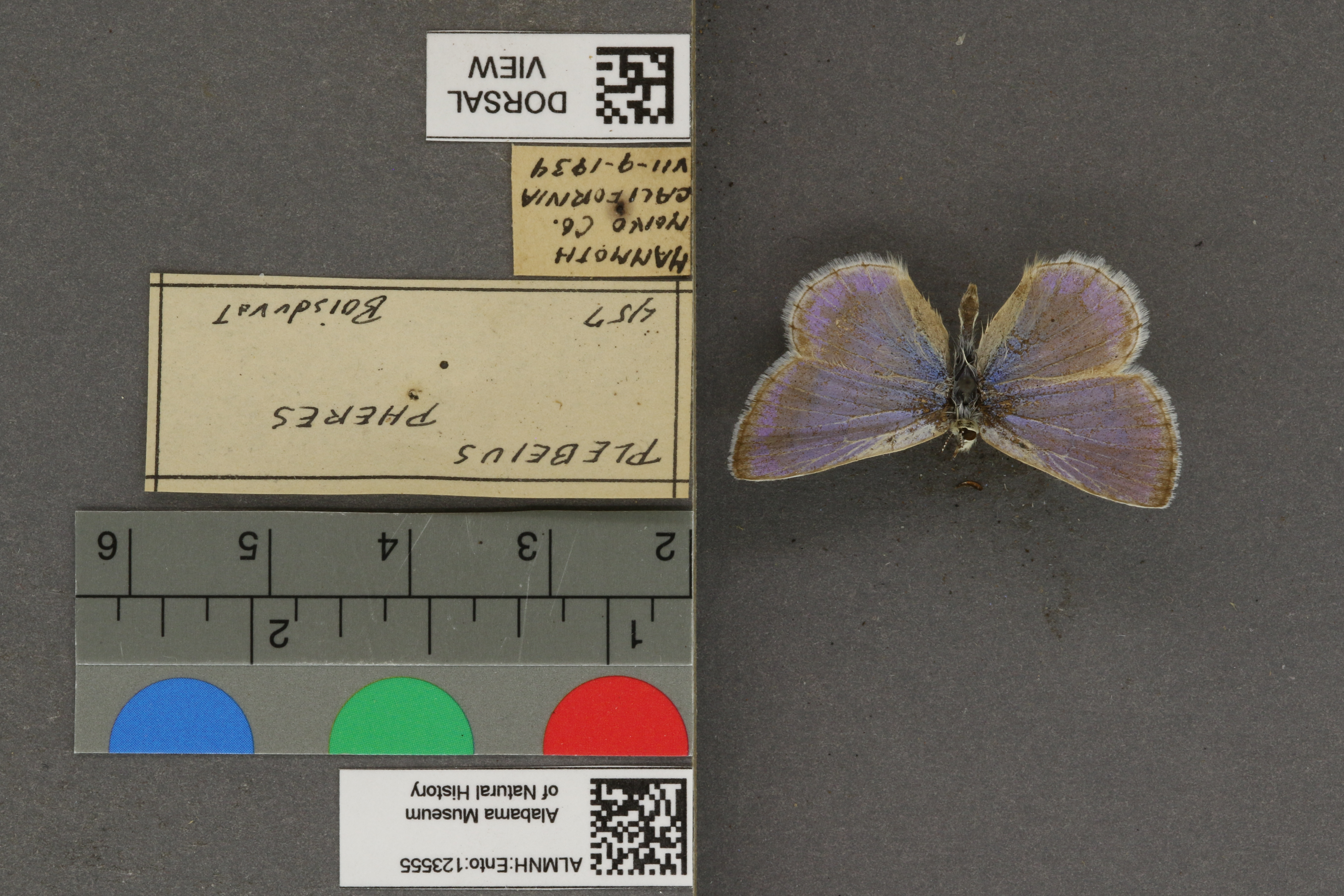 Plebejus icarioides