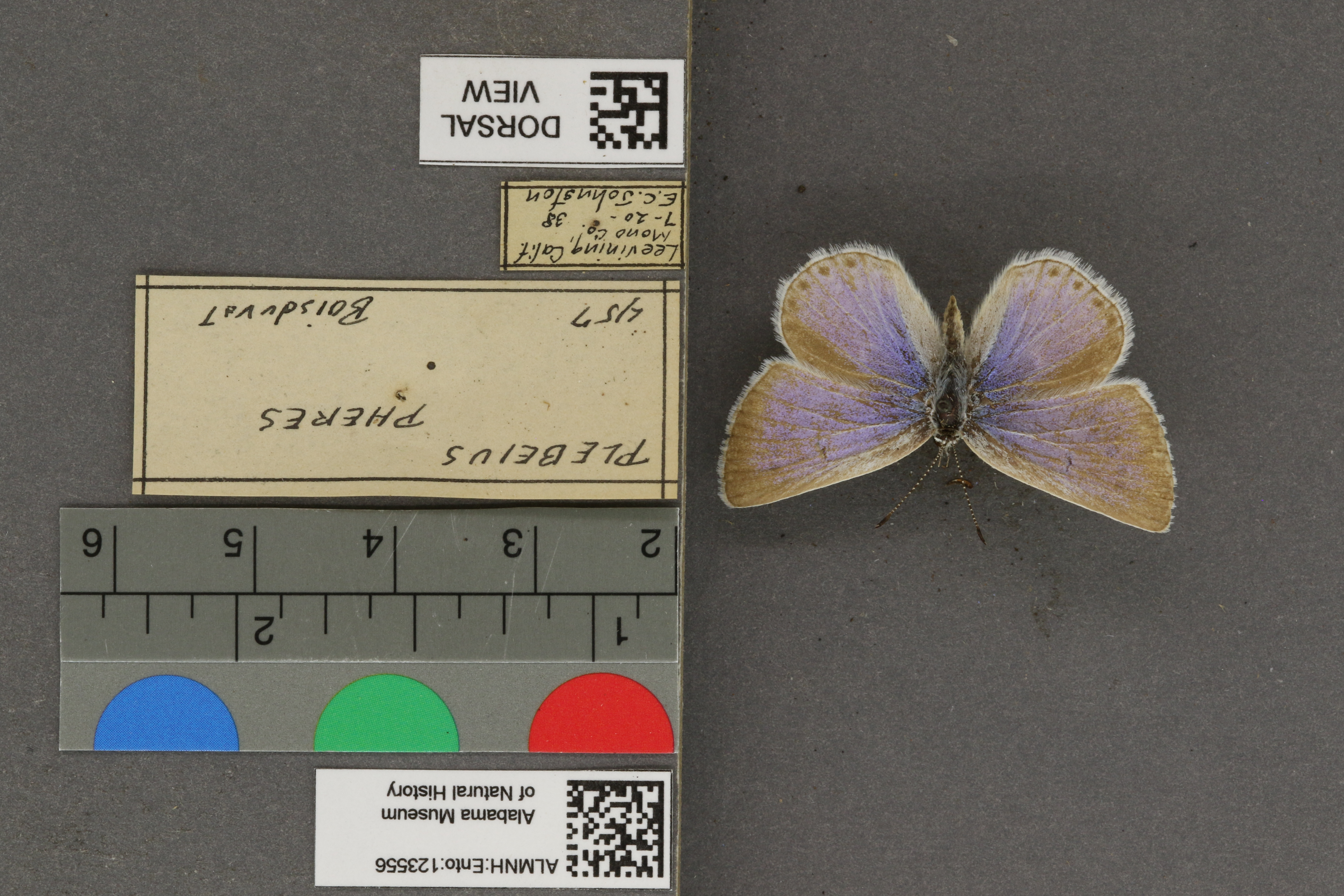 Plebejus icarioides
