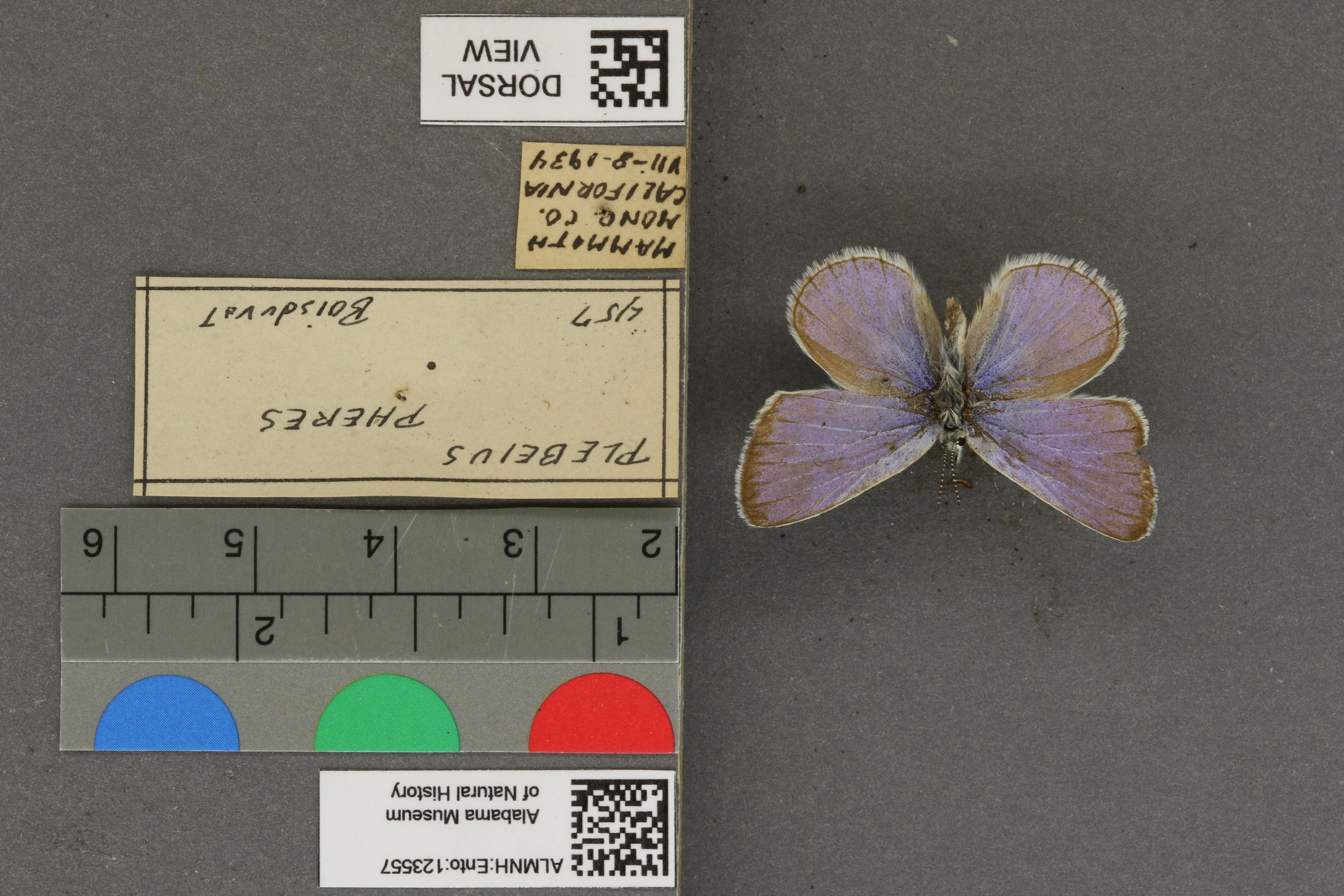 Plebejus icarioides
