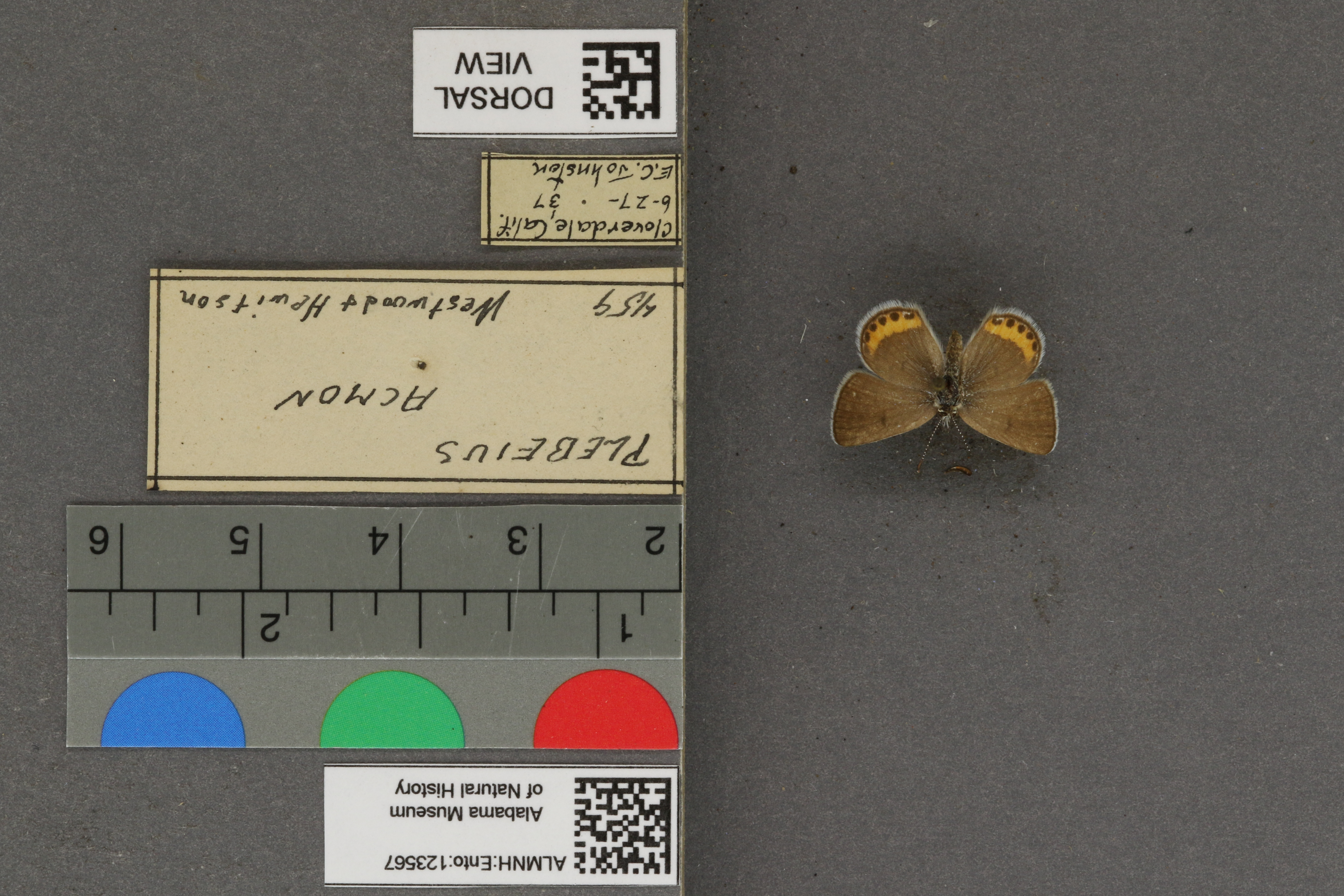 Plebejus acmon