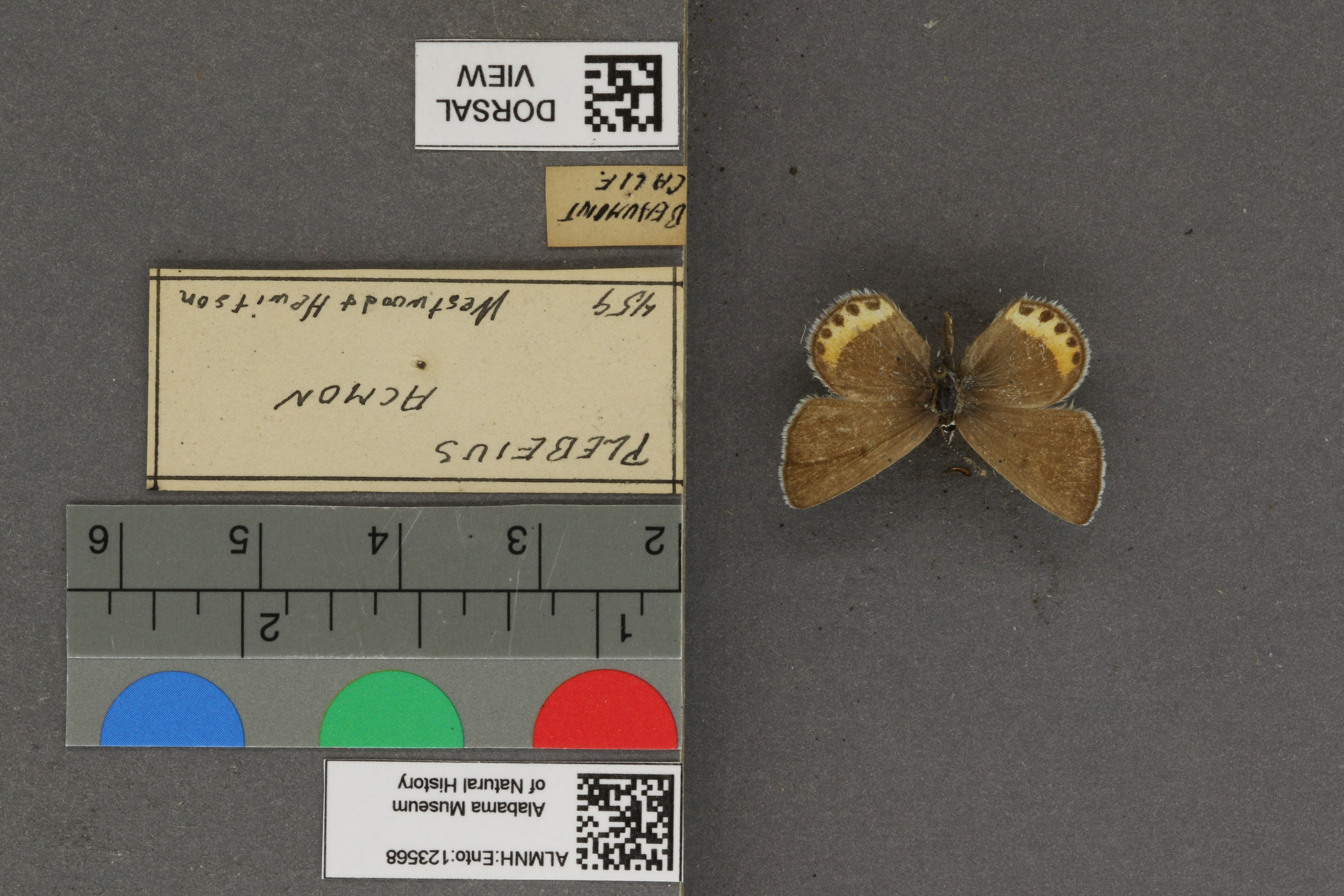 Plebejus acmon