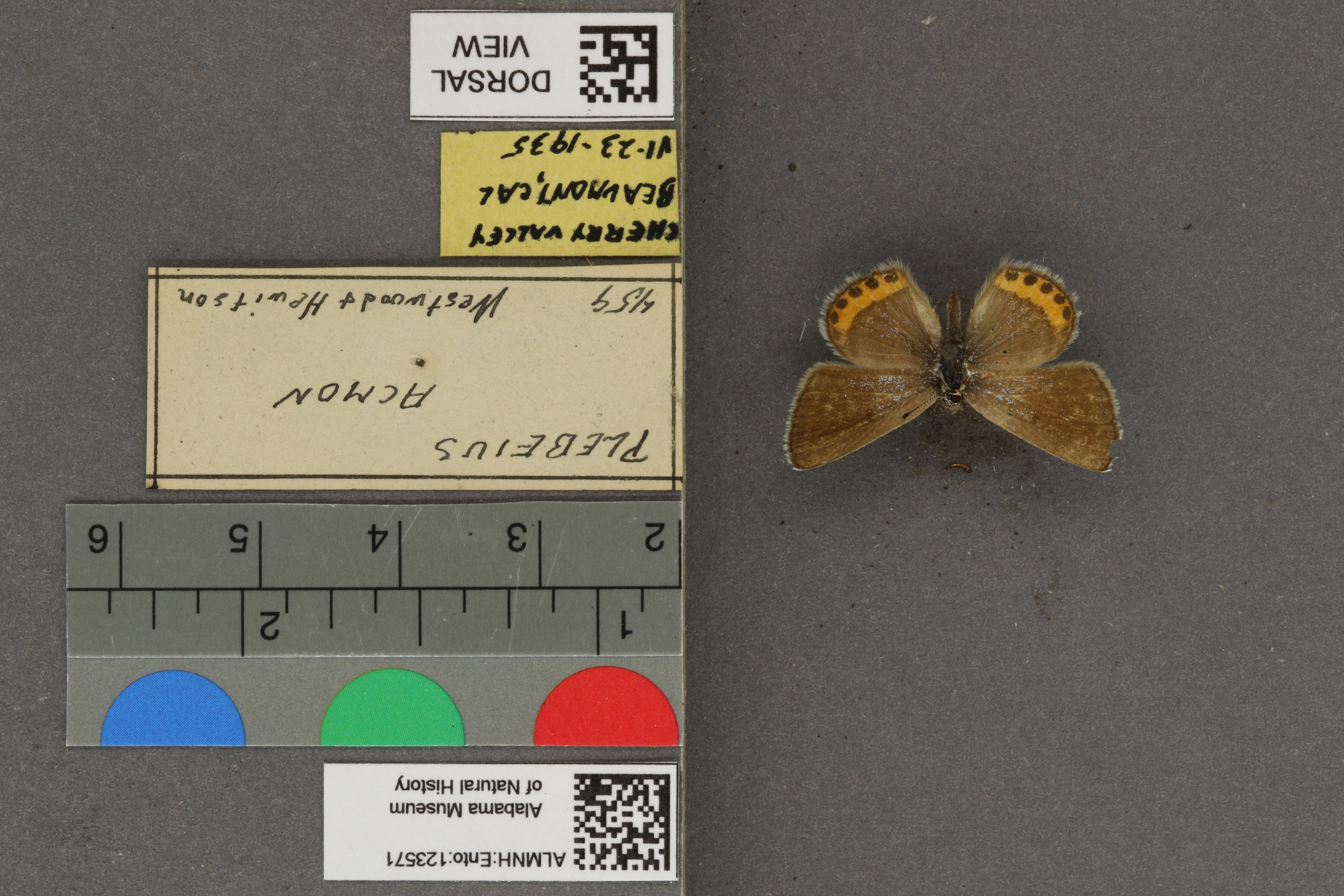 Plebejus acmon