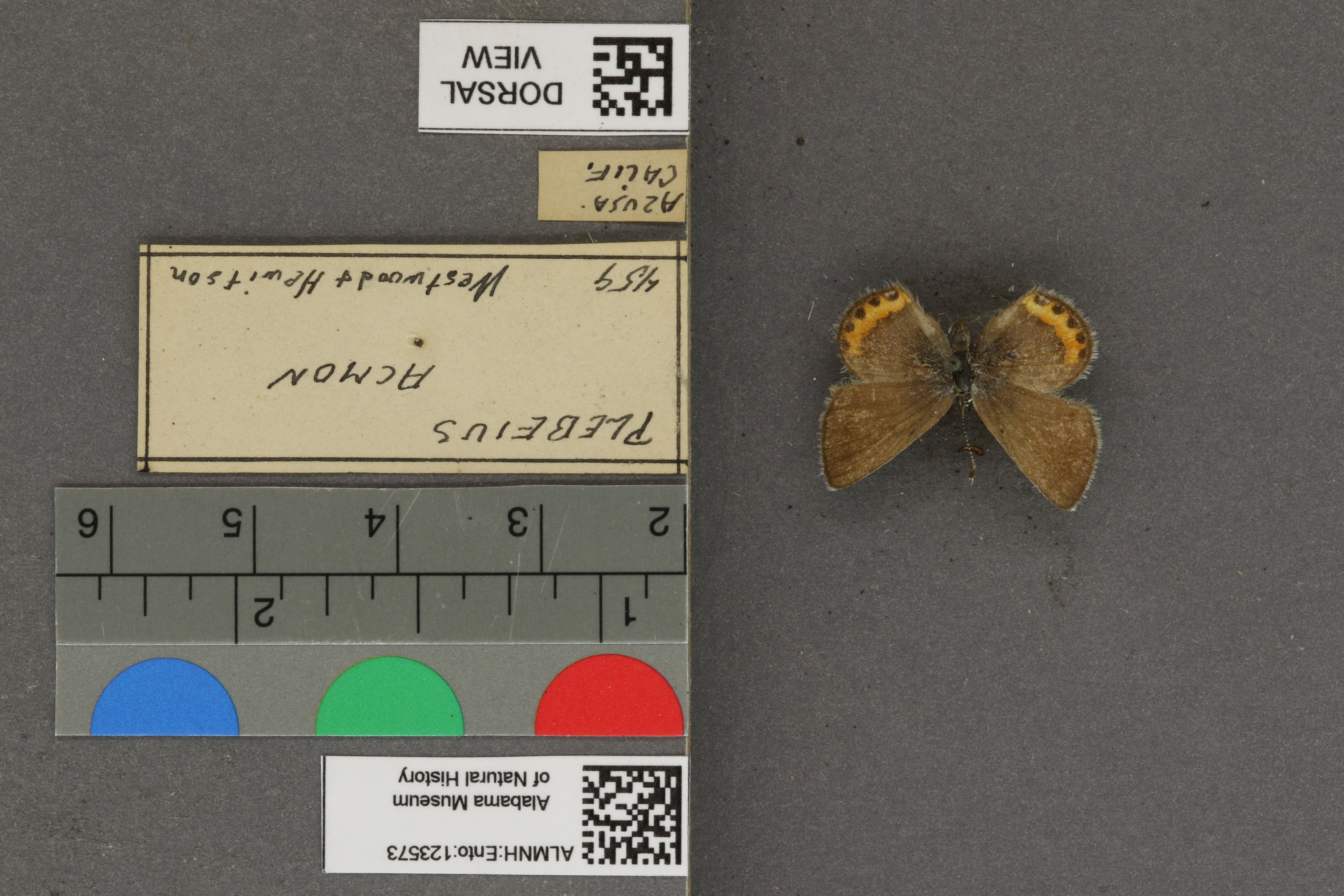 Plebejus acmon