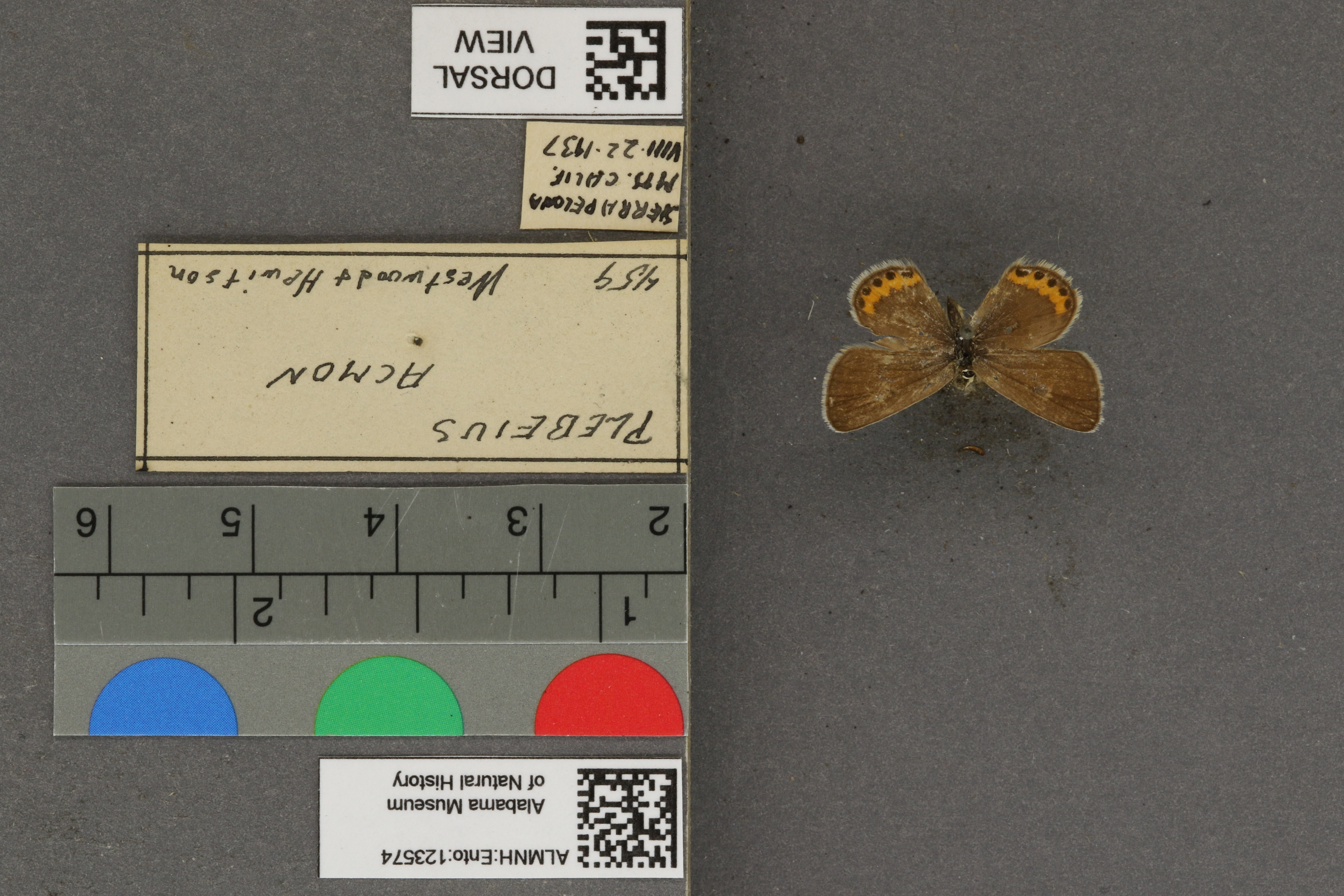 Plebejus acmon