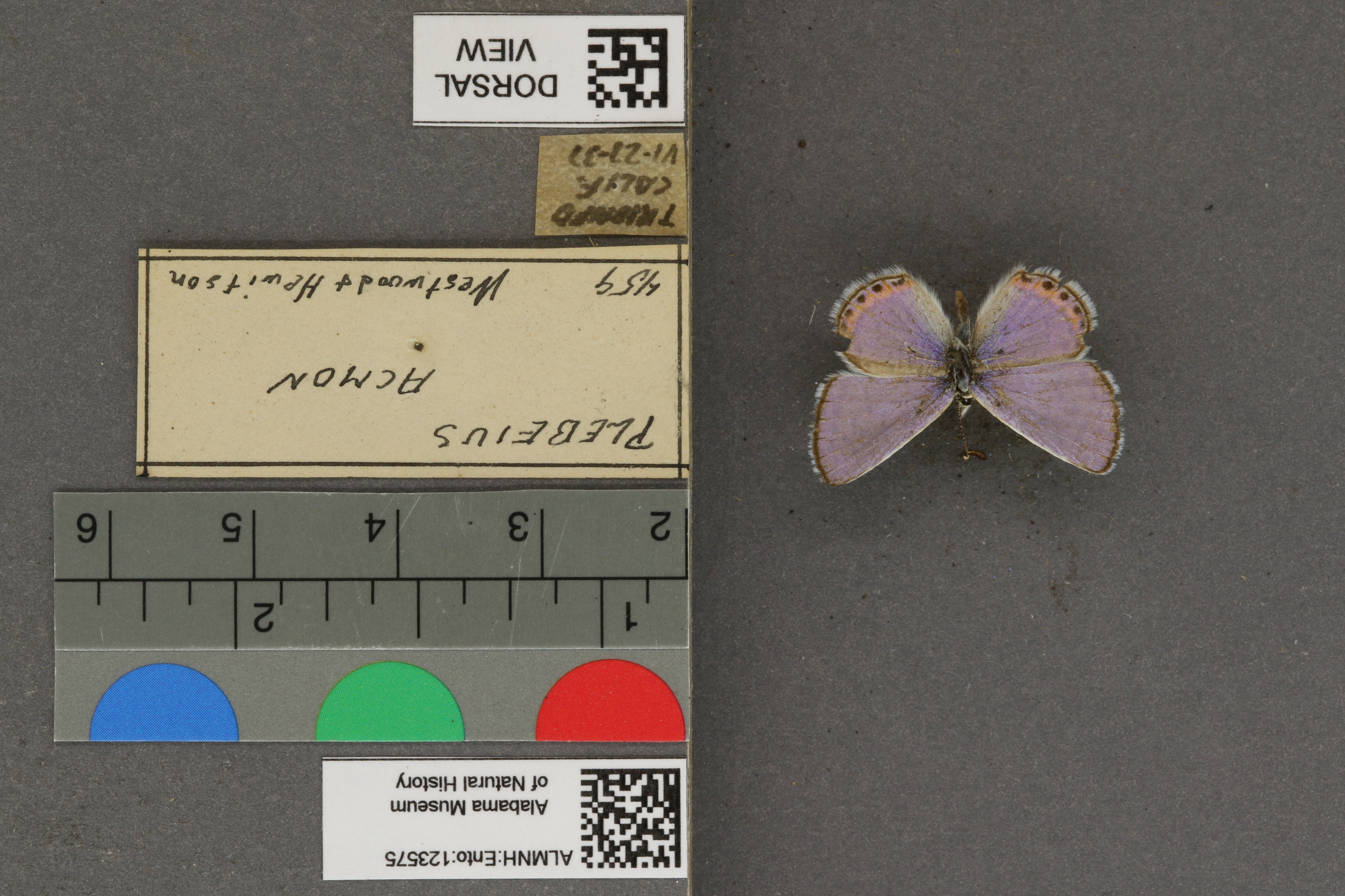 Plebejus acmon