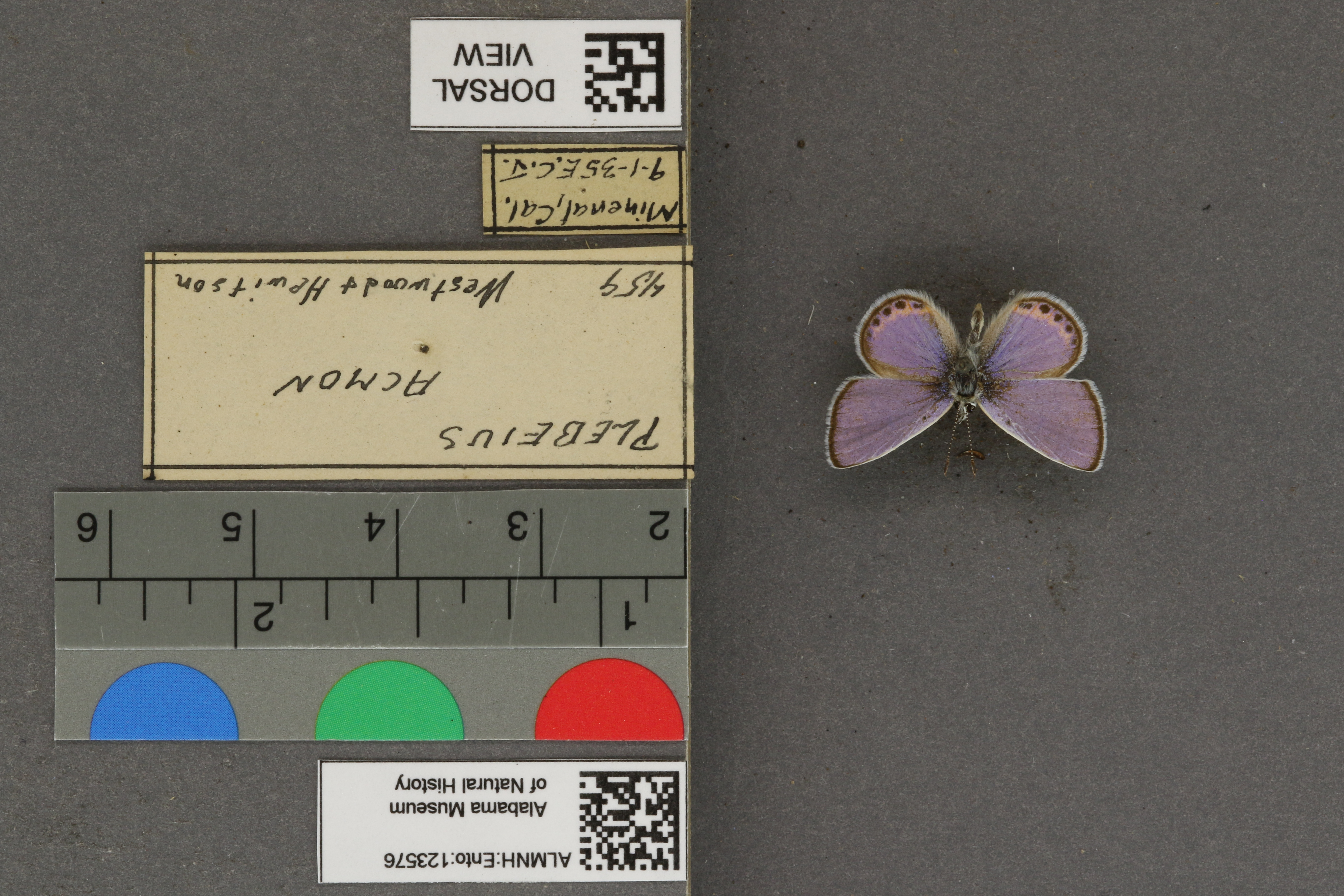 Plebejus acmon