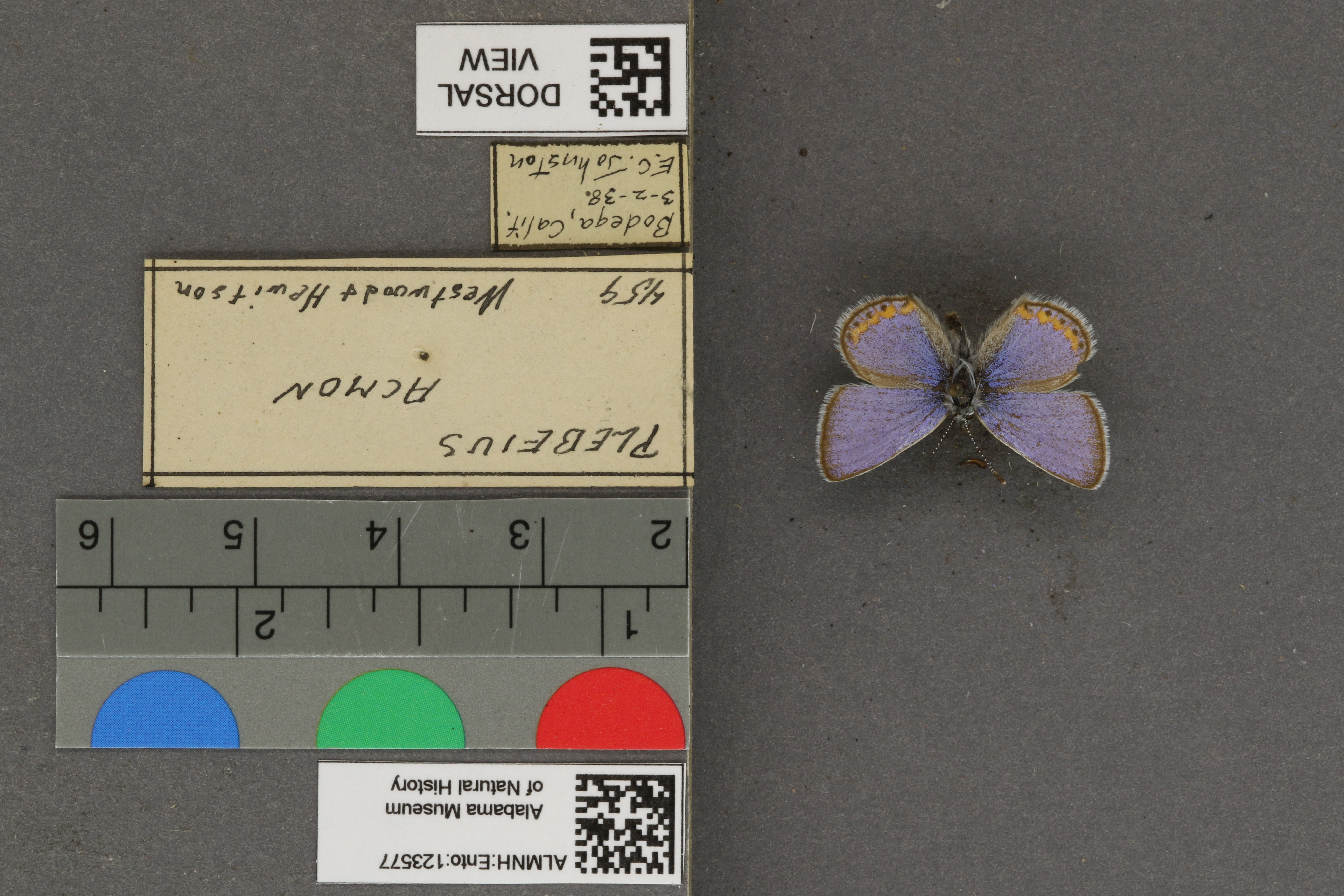 Plebejus acmon