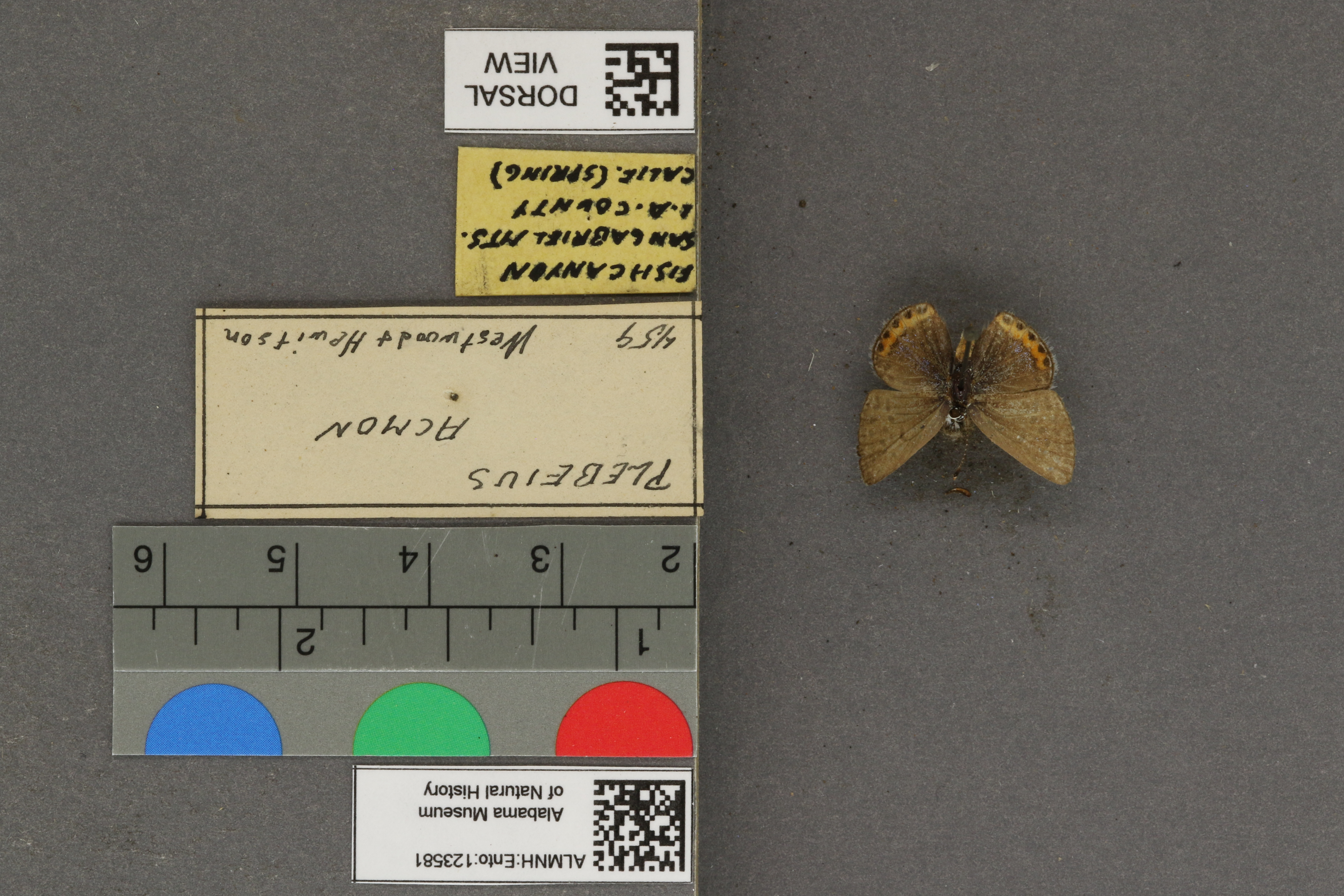 Plebejus acmon