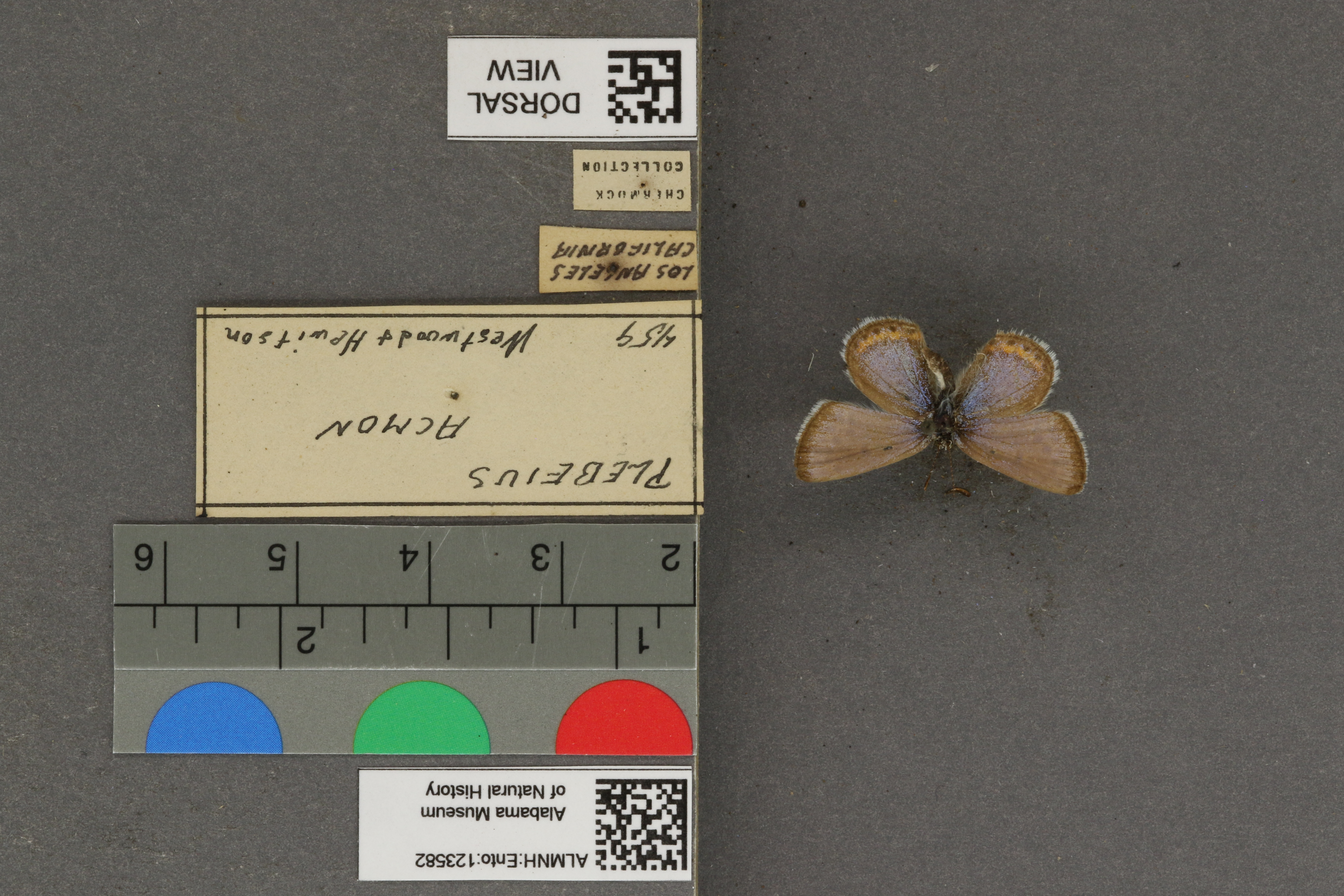 Plebejus acmon