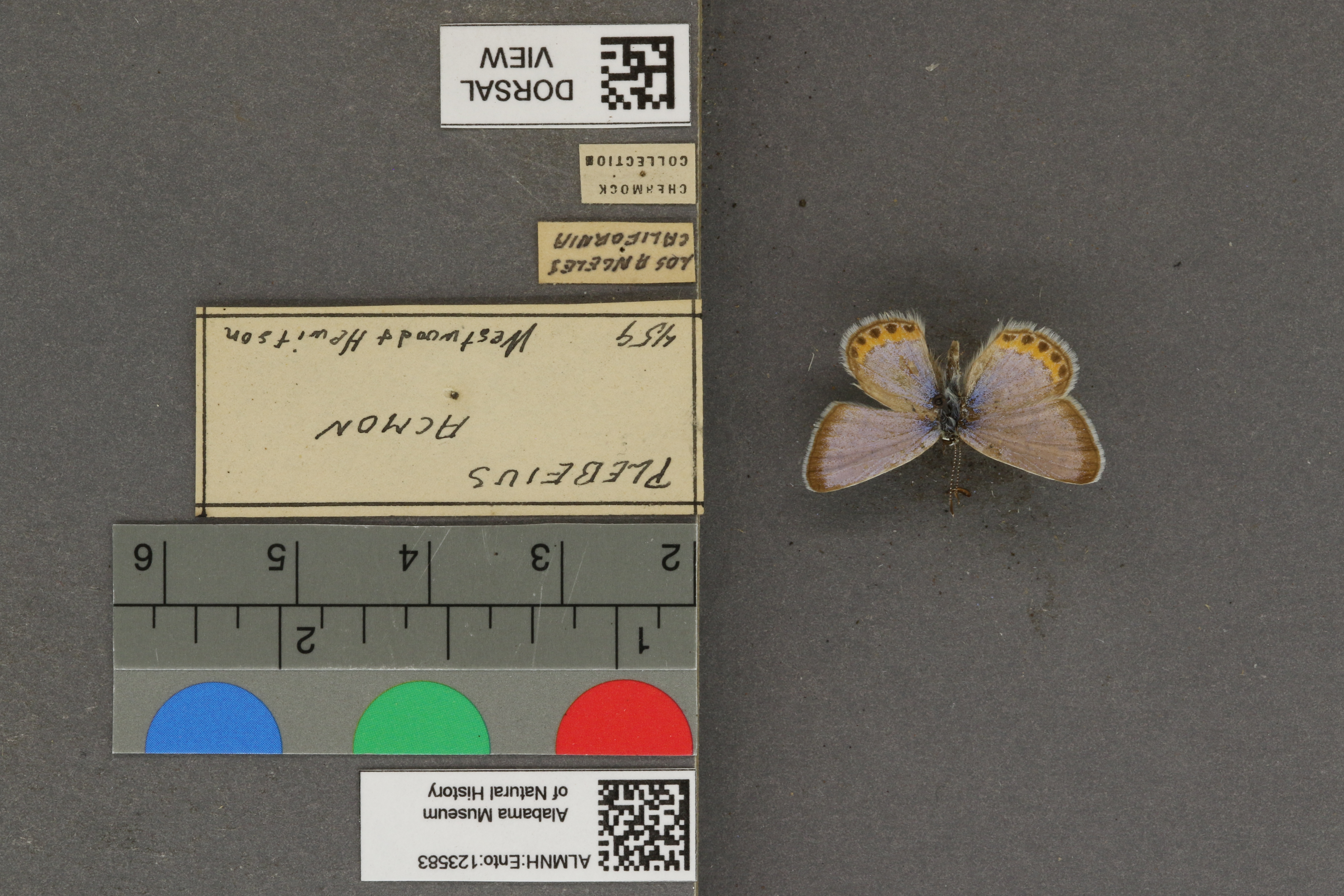 Plebejus acmon