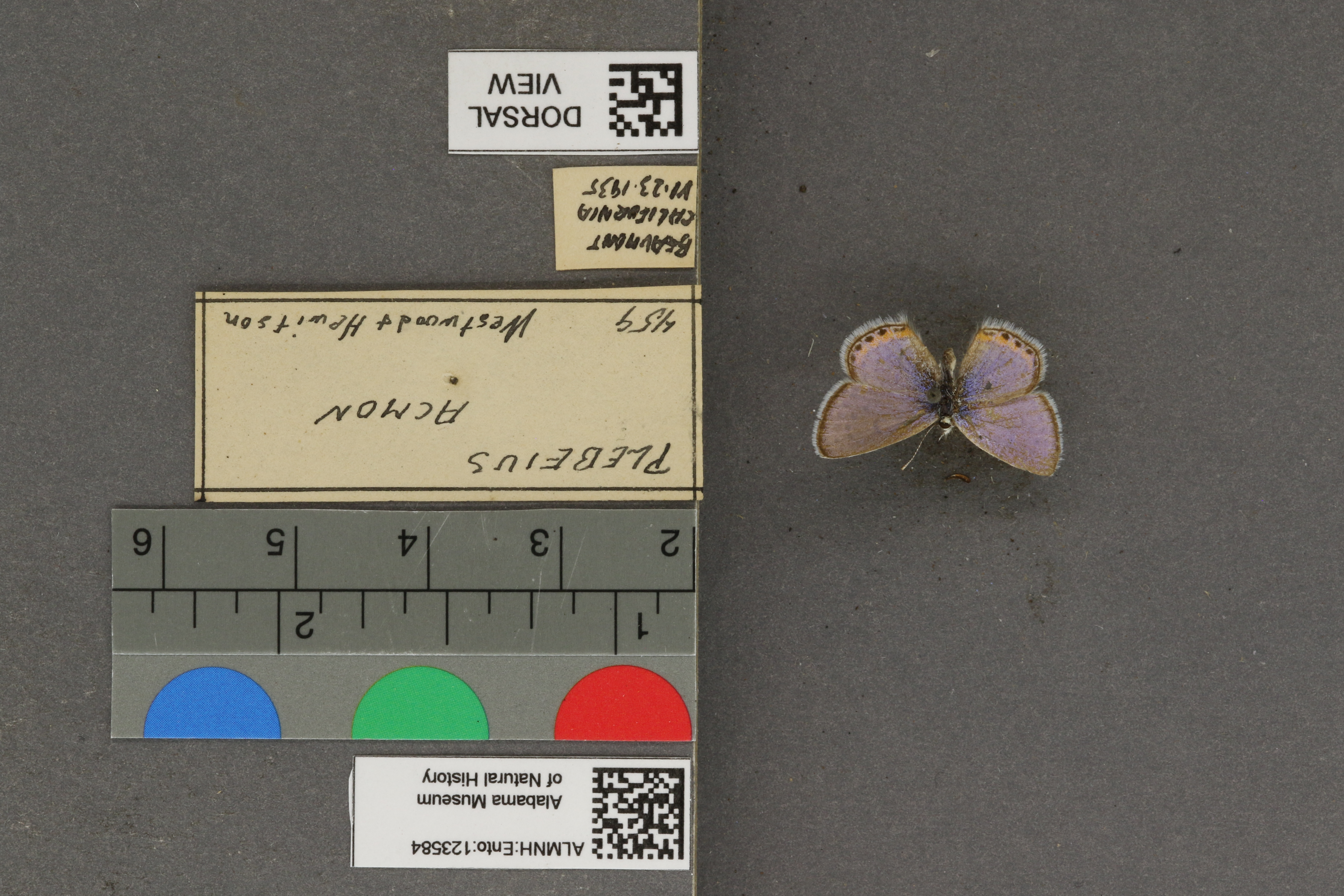 Plebejus acmon