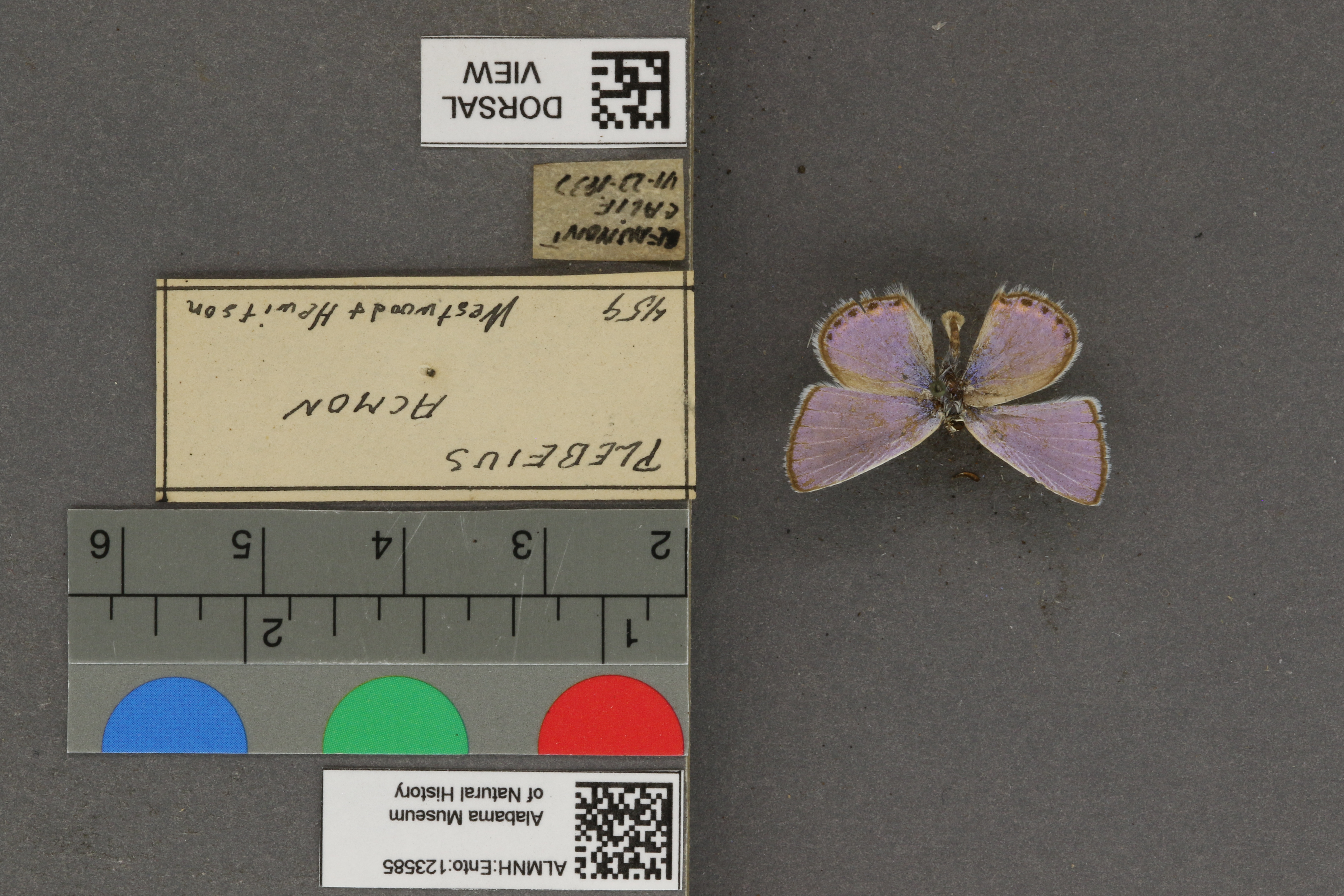 Plebejus acmon