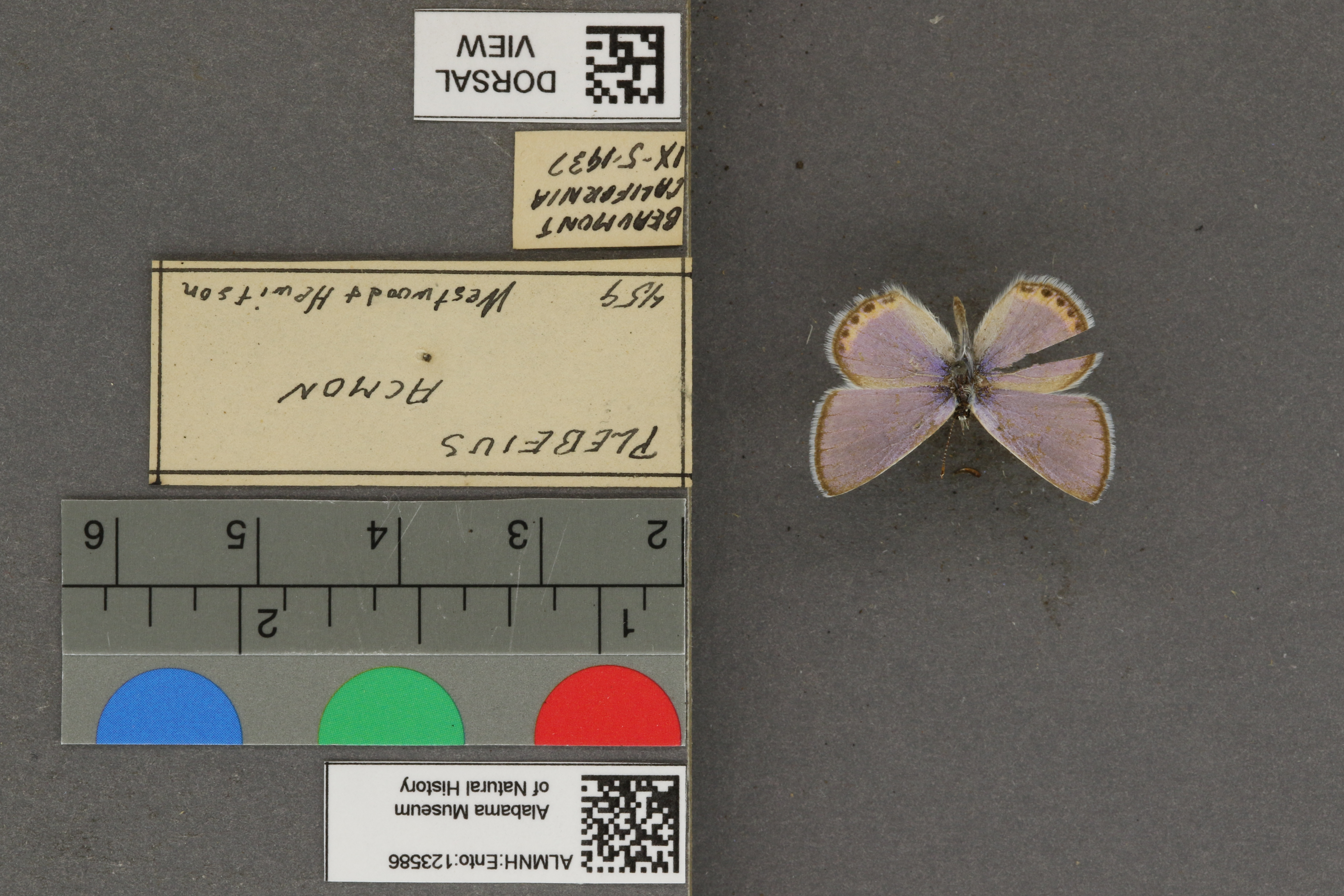 Plebejus acmon