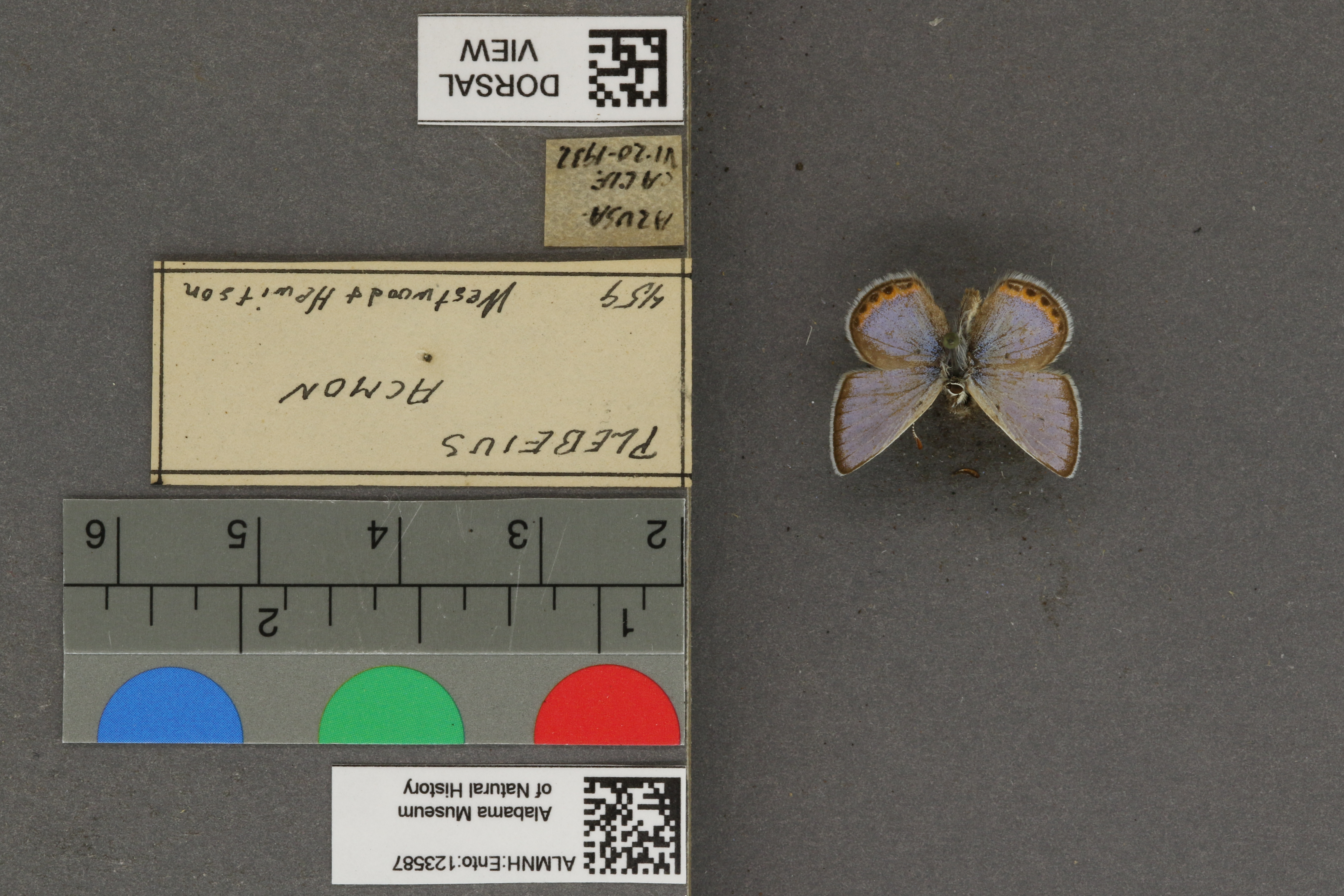 Plebejus acmon