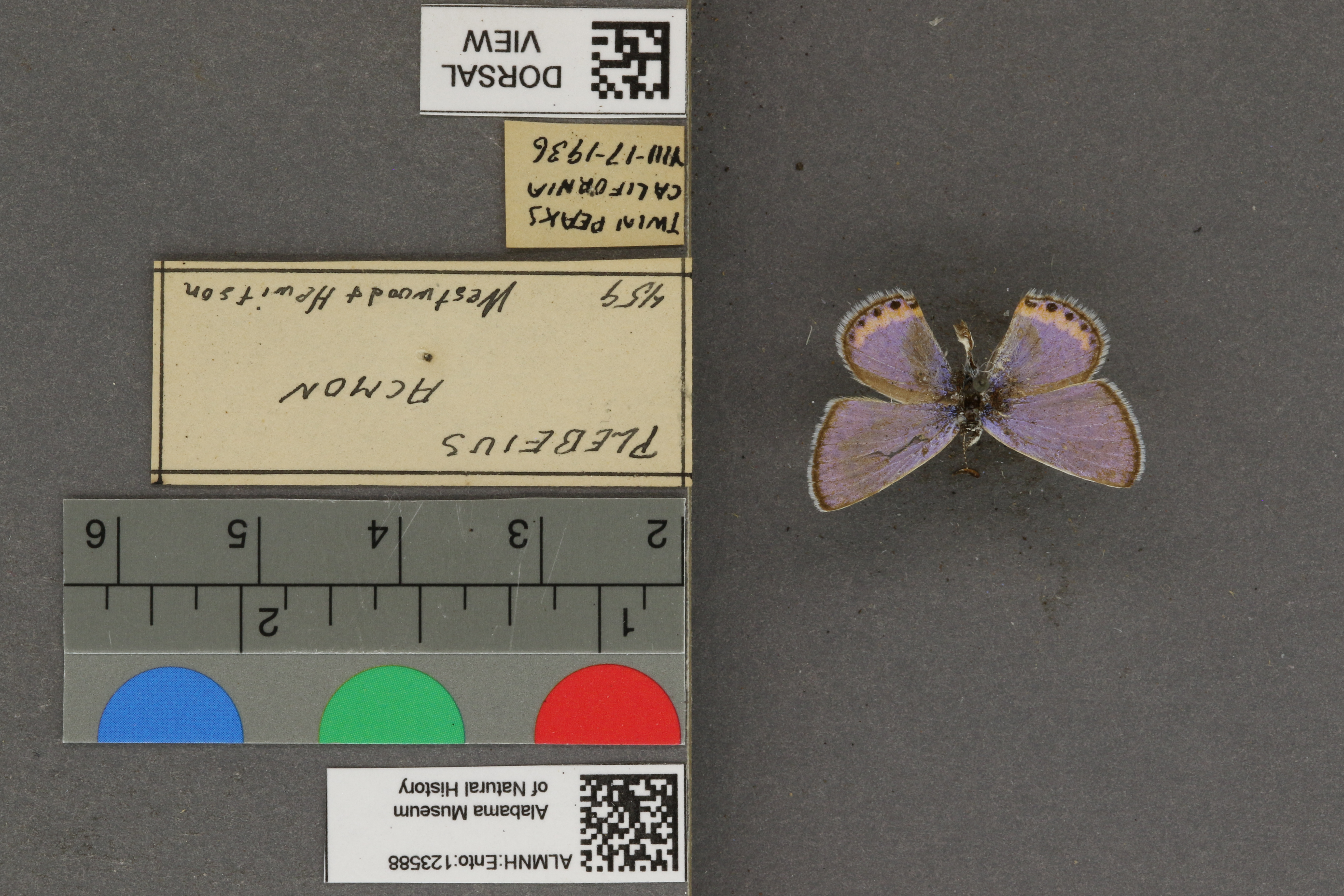 Plebejus acmon