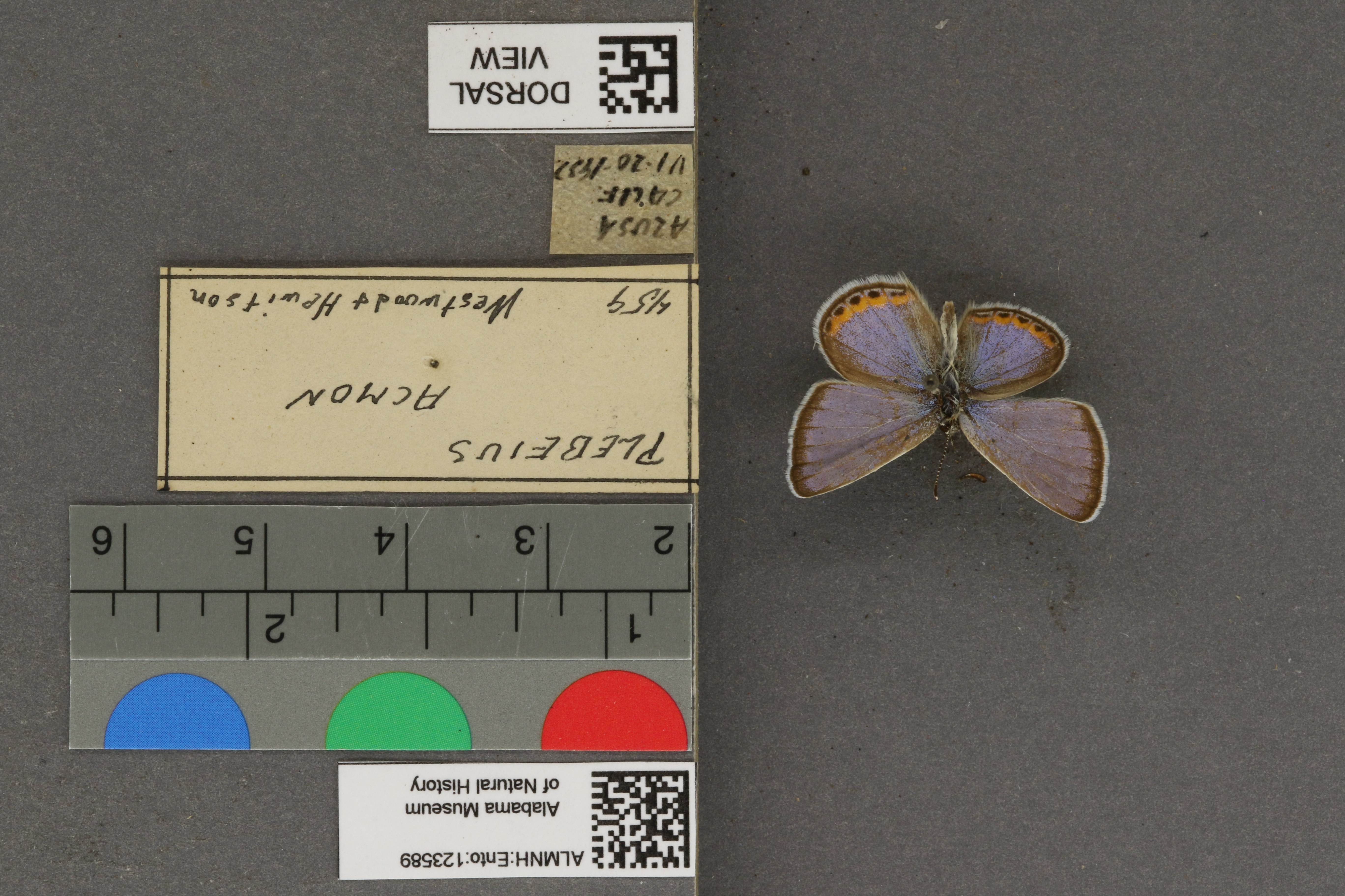 Plebejus acmon