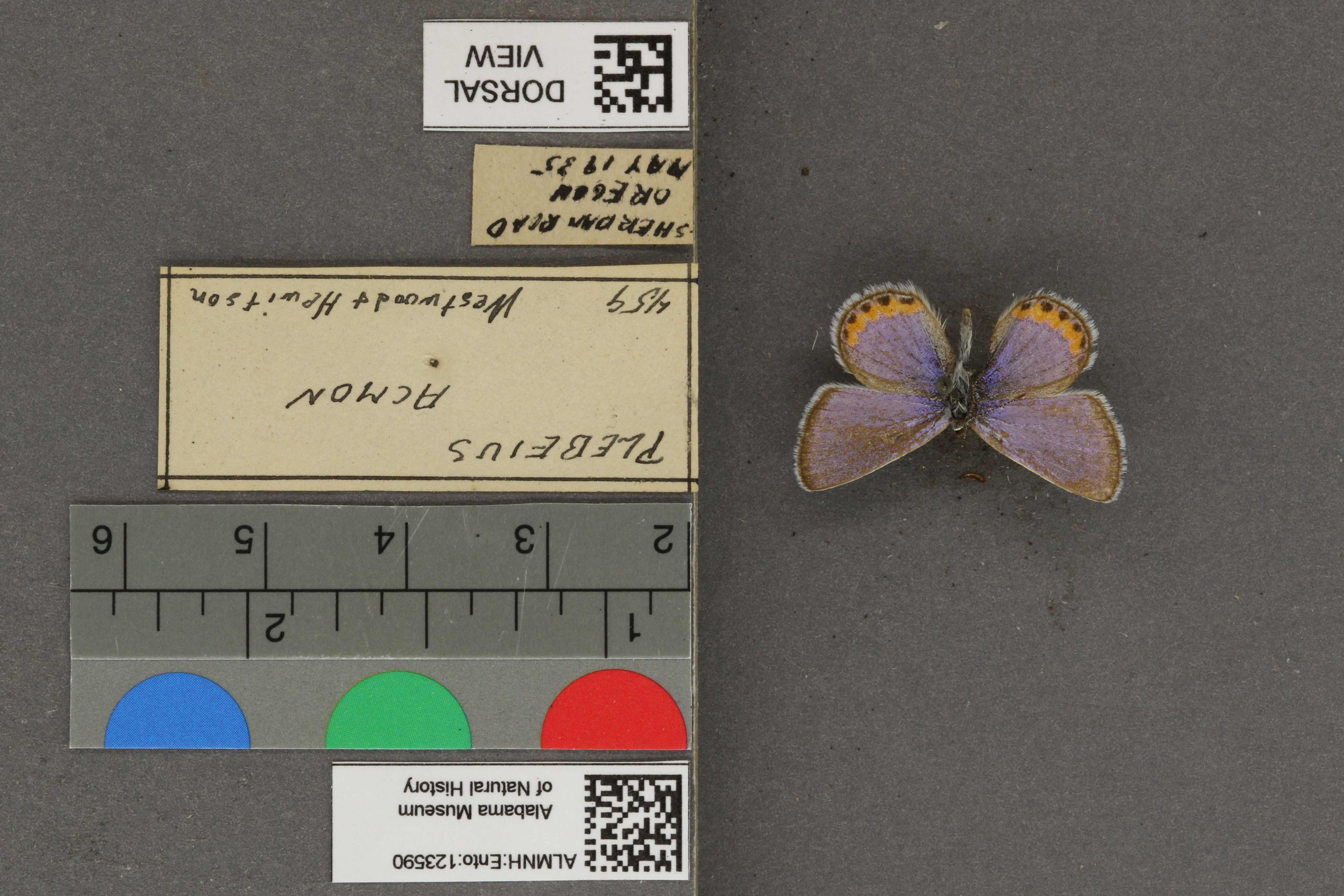 Plebejus acmon