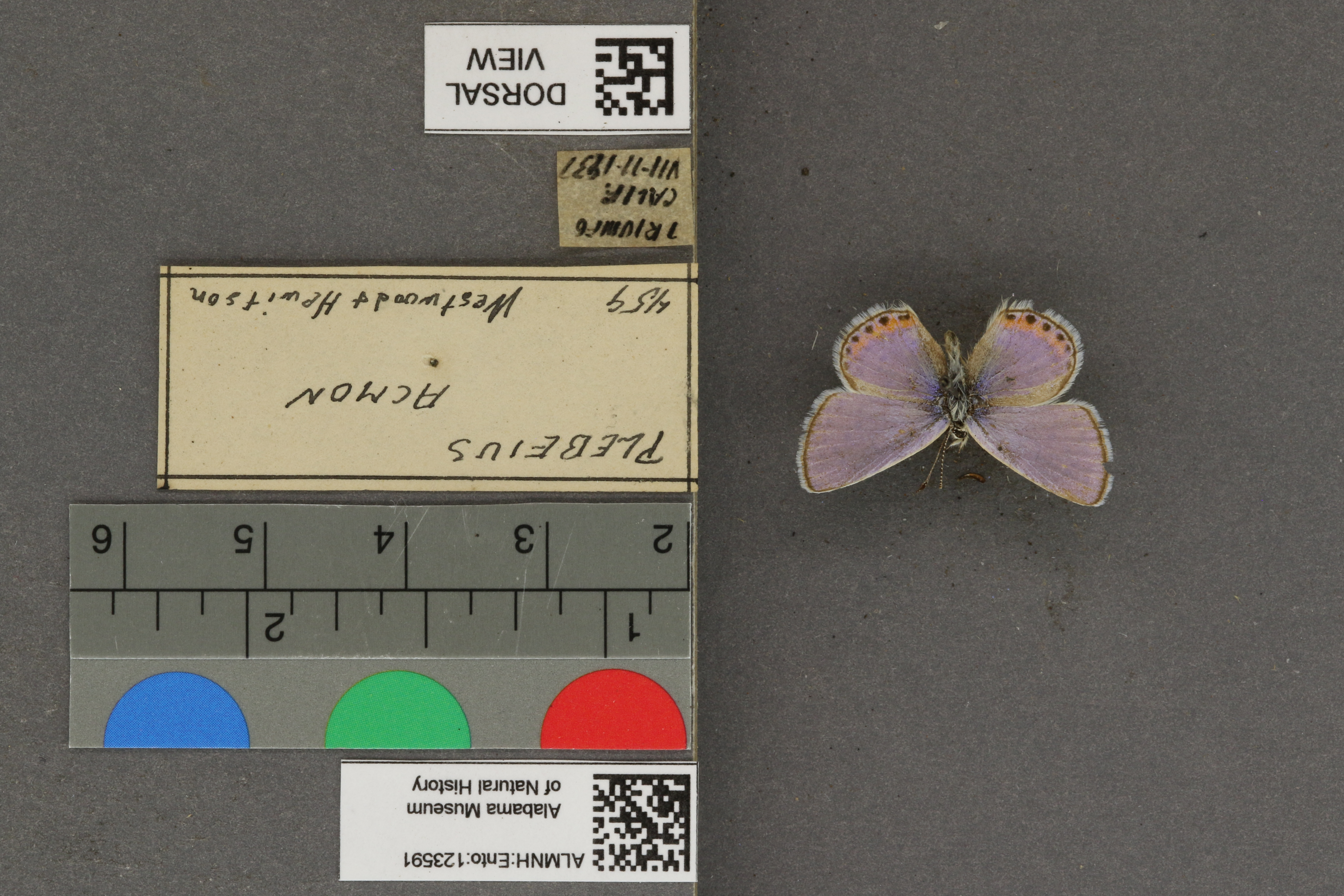 Plebejus acmon