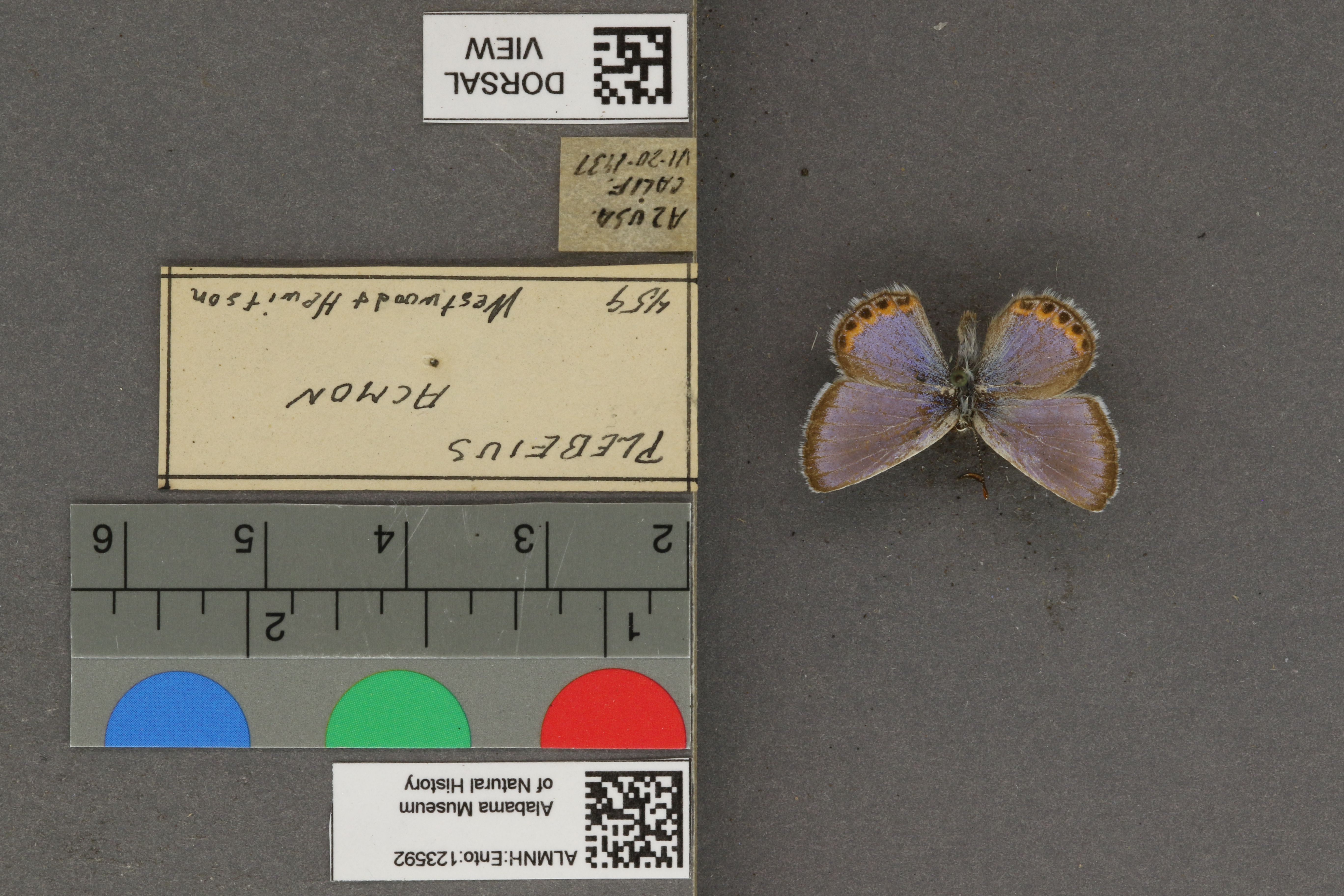 Plebejus acmon
