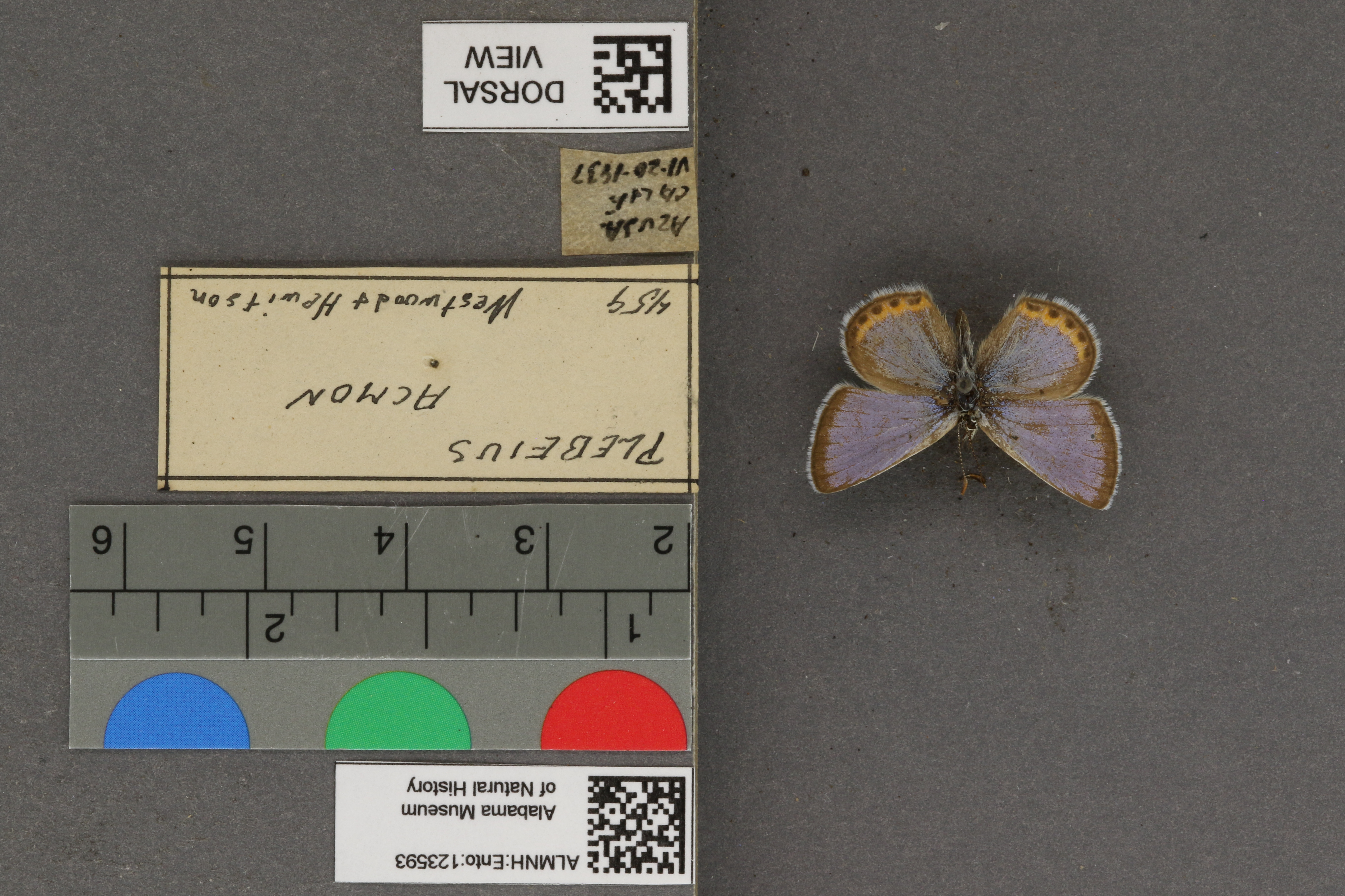 Plebejus acmon