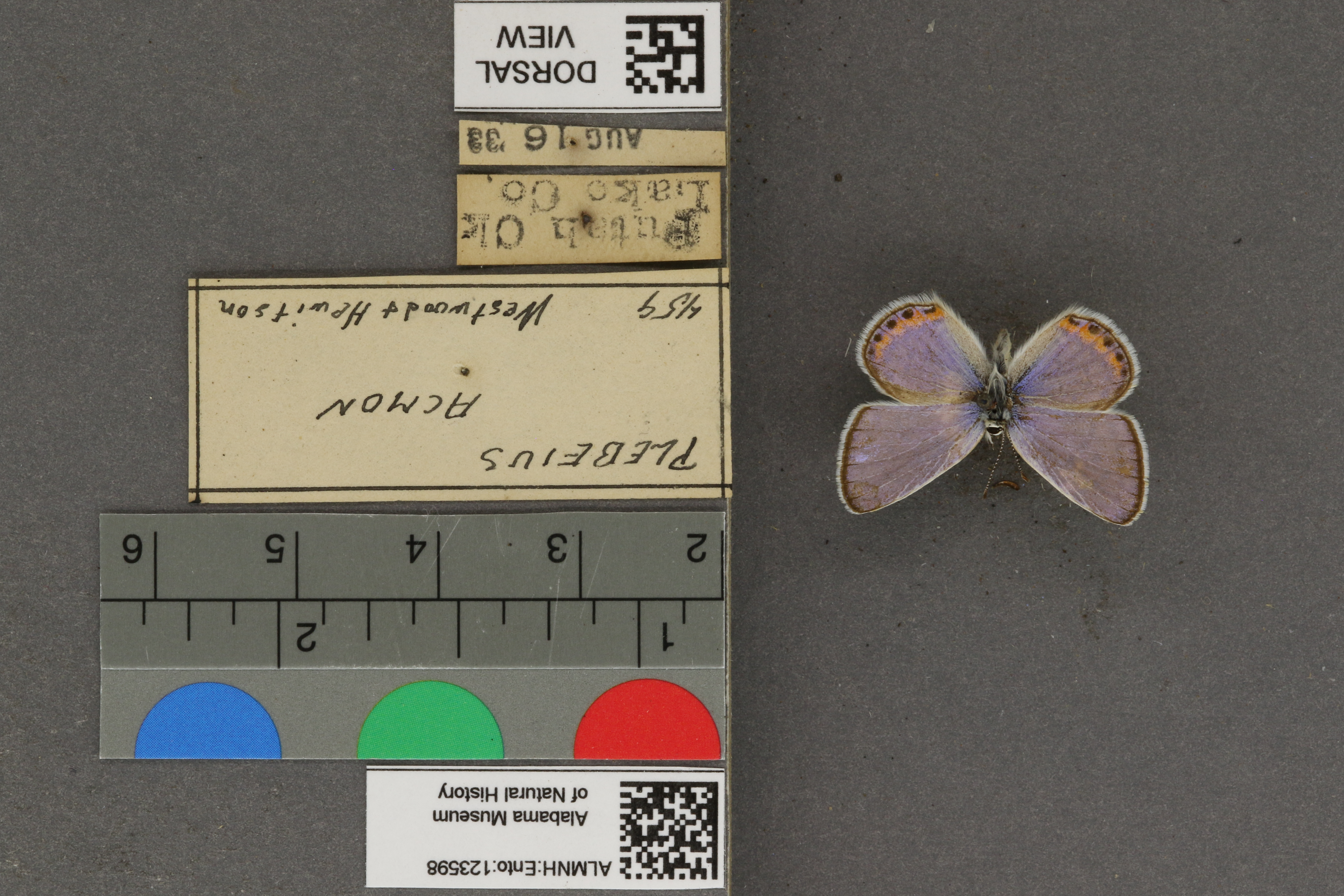 Plebejus acmon