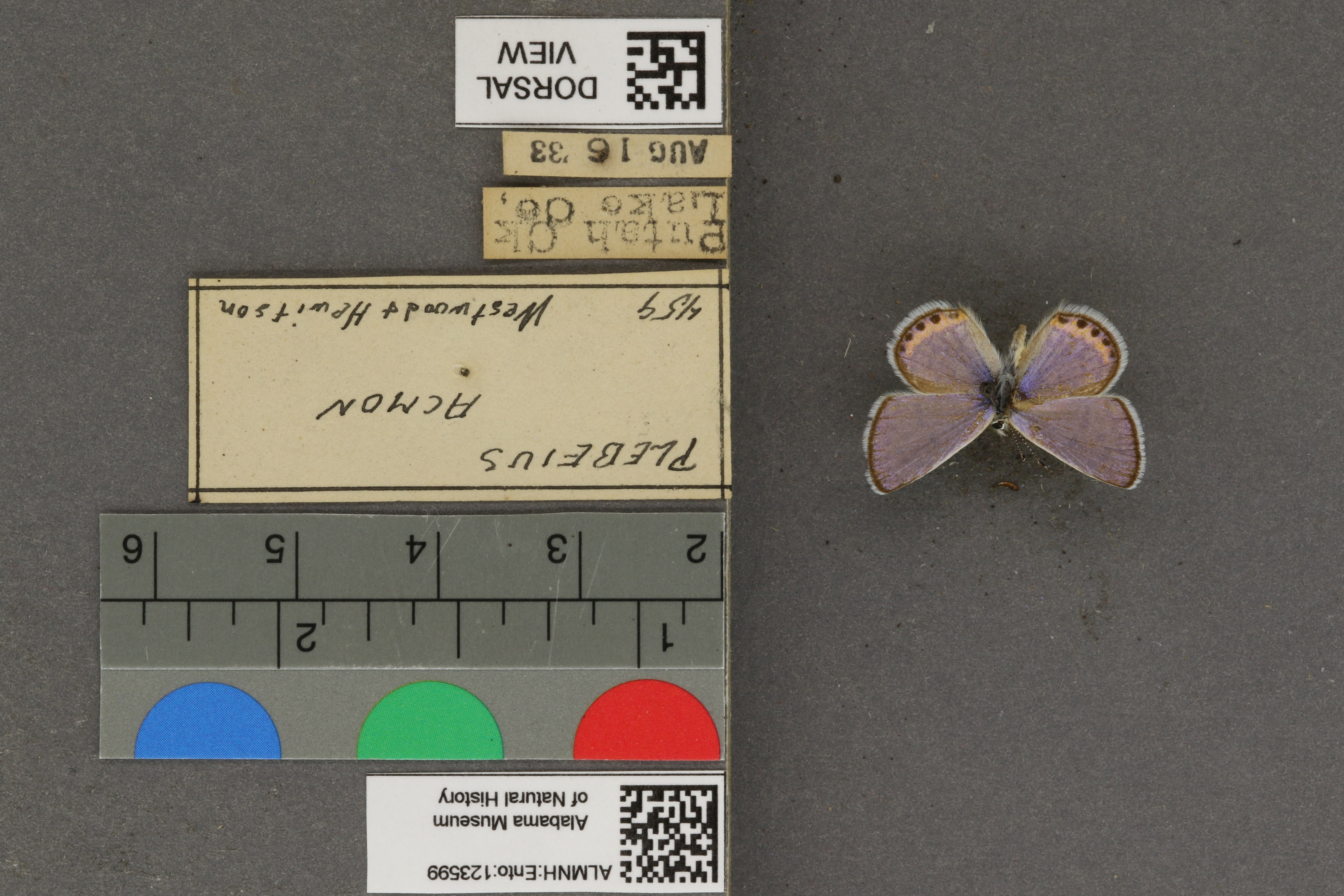 Plebejus acmon