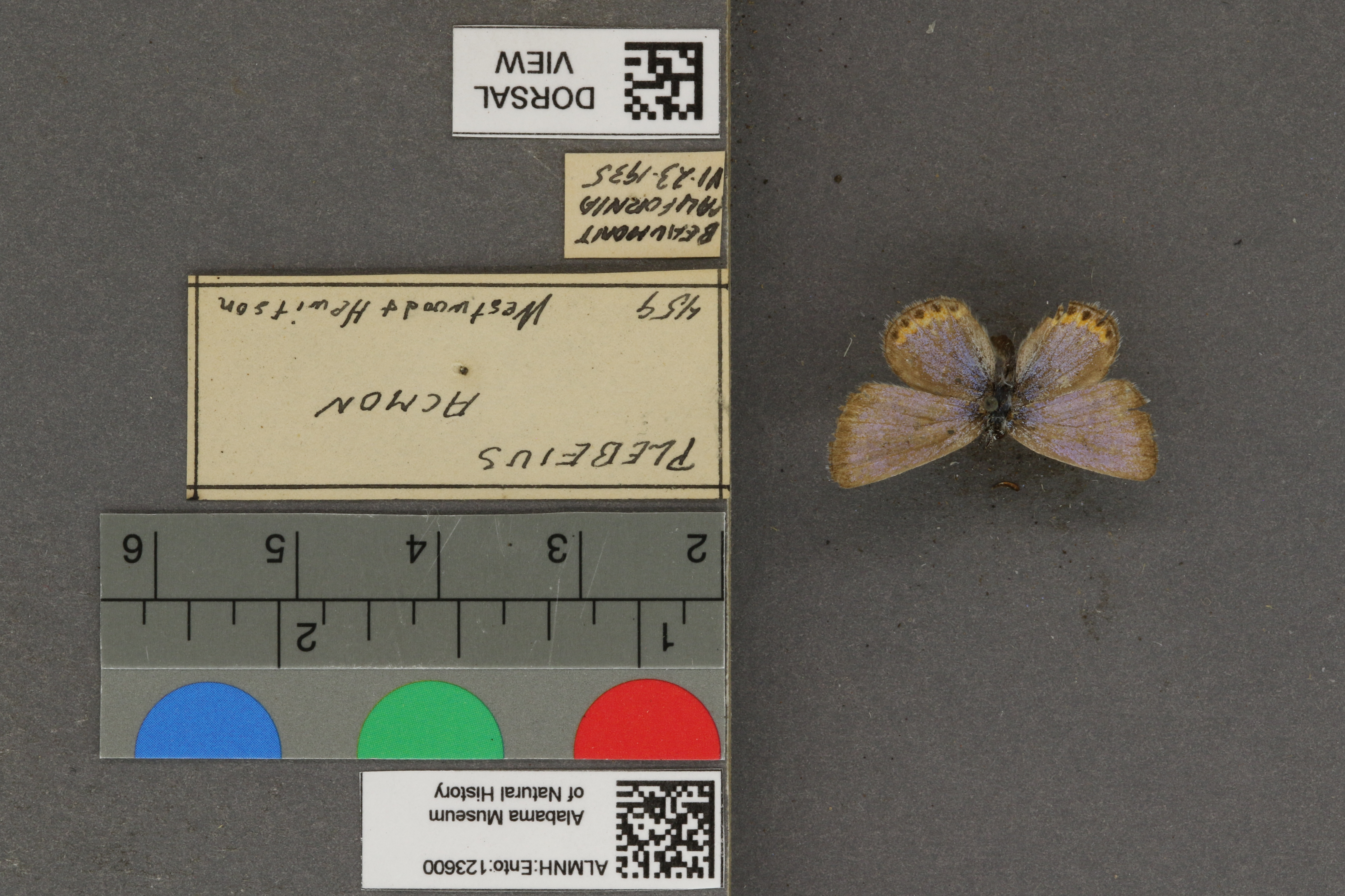 Plebejus acmon