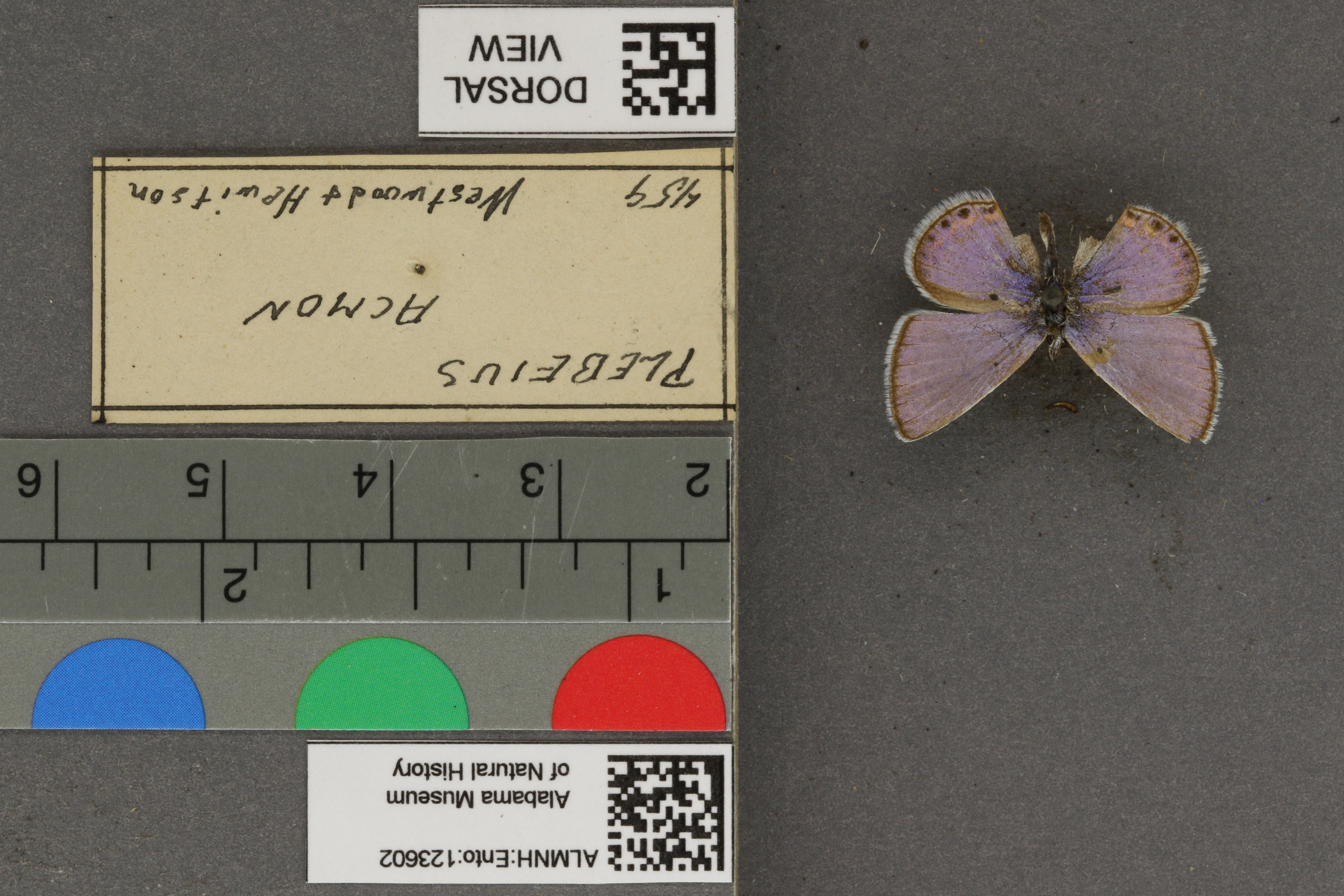 Plebejus acmon