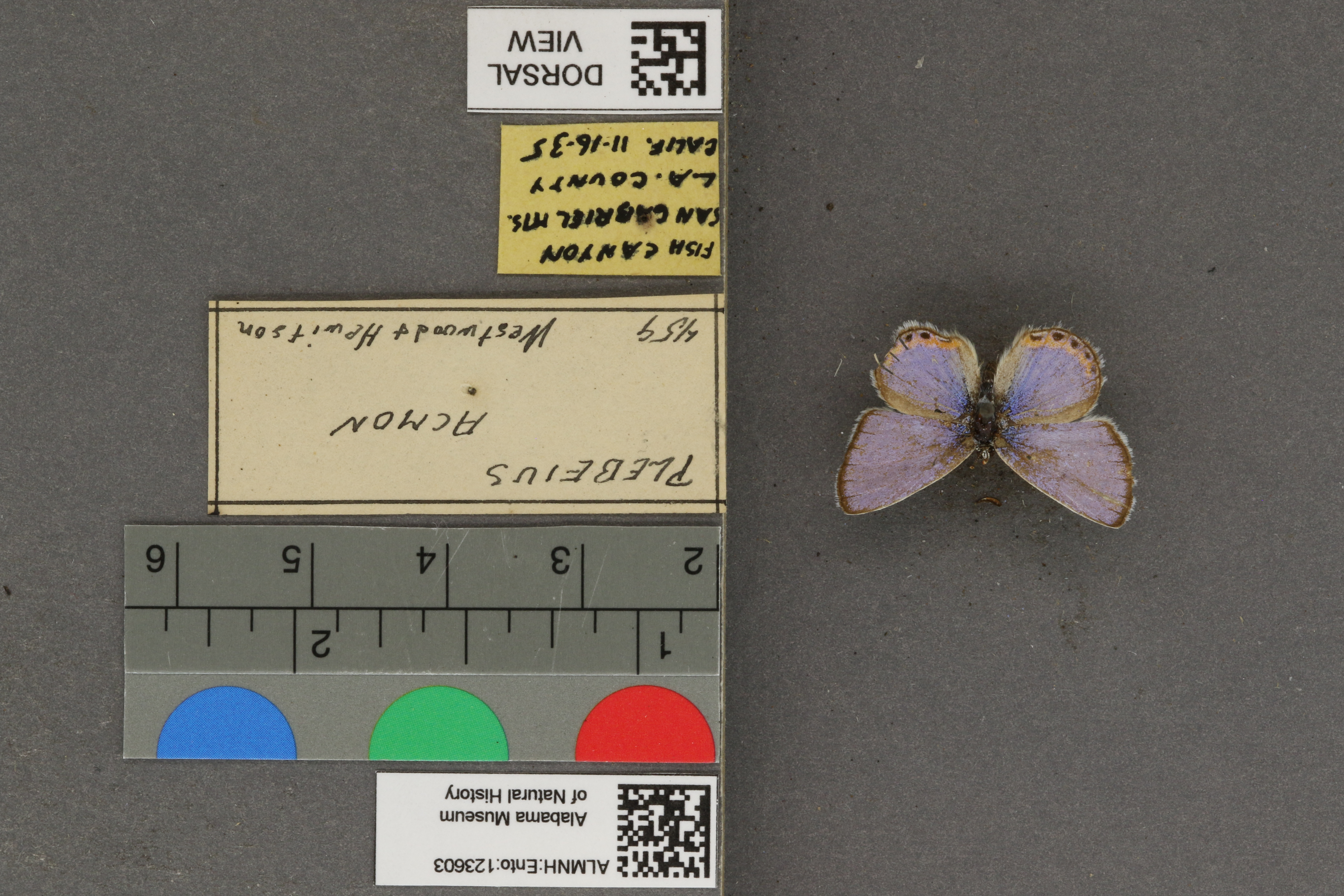 Plebejus acmon
