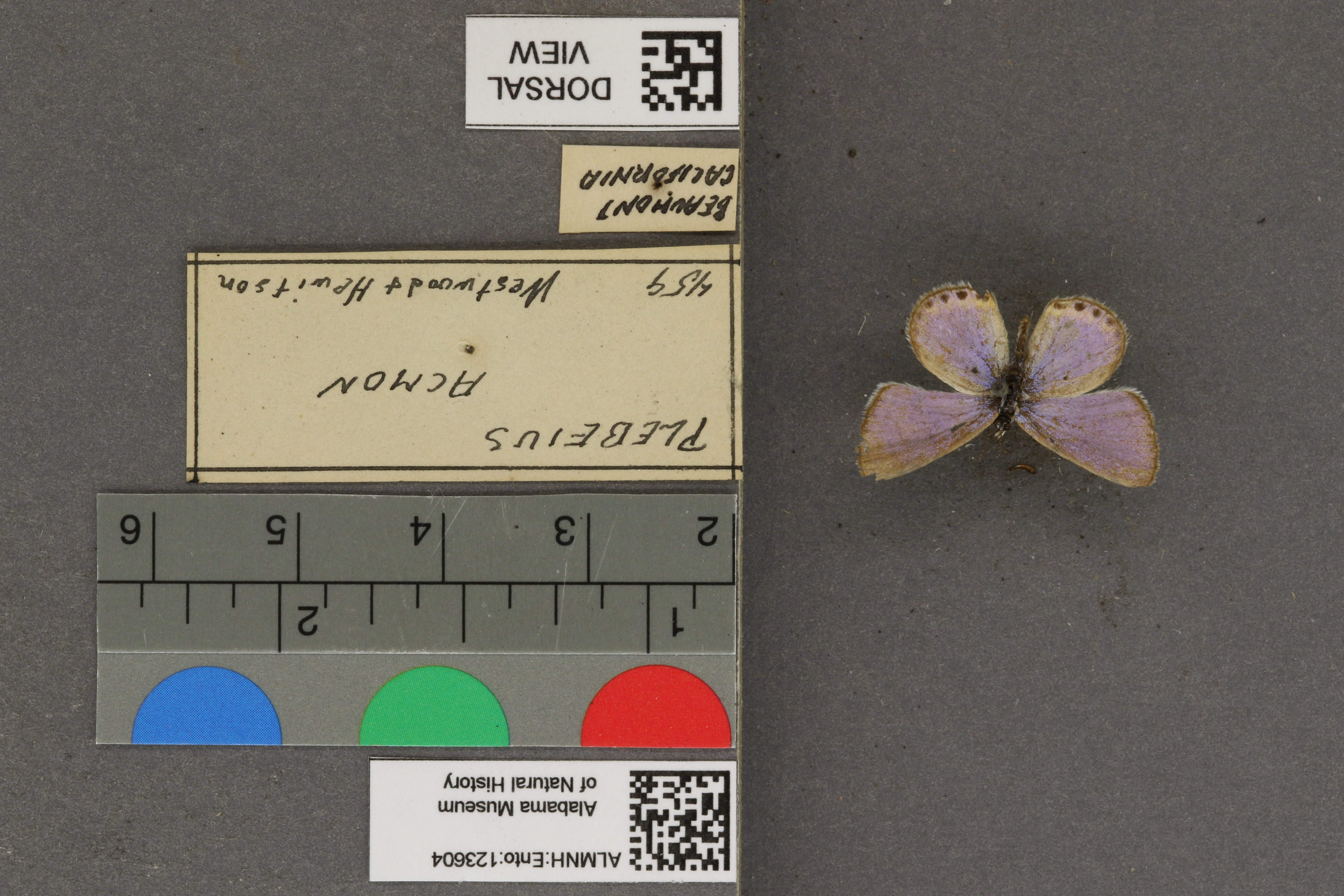 Plebejus acmon