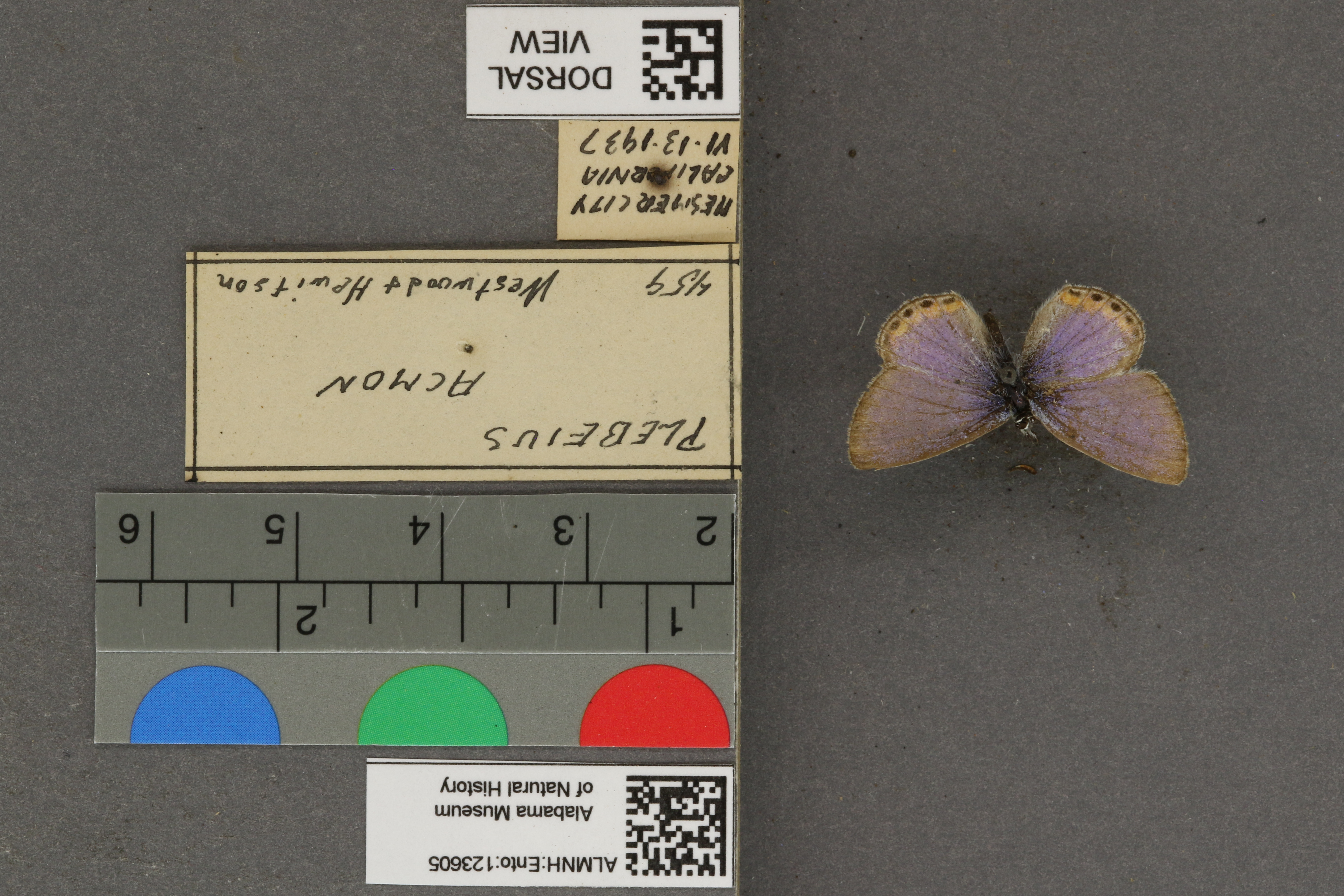 Plebejus acmon