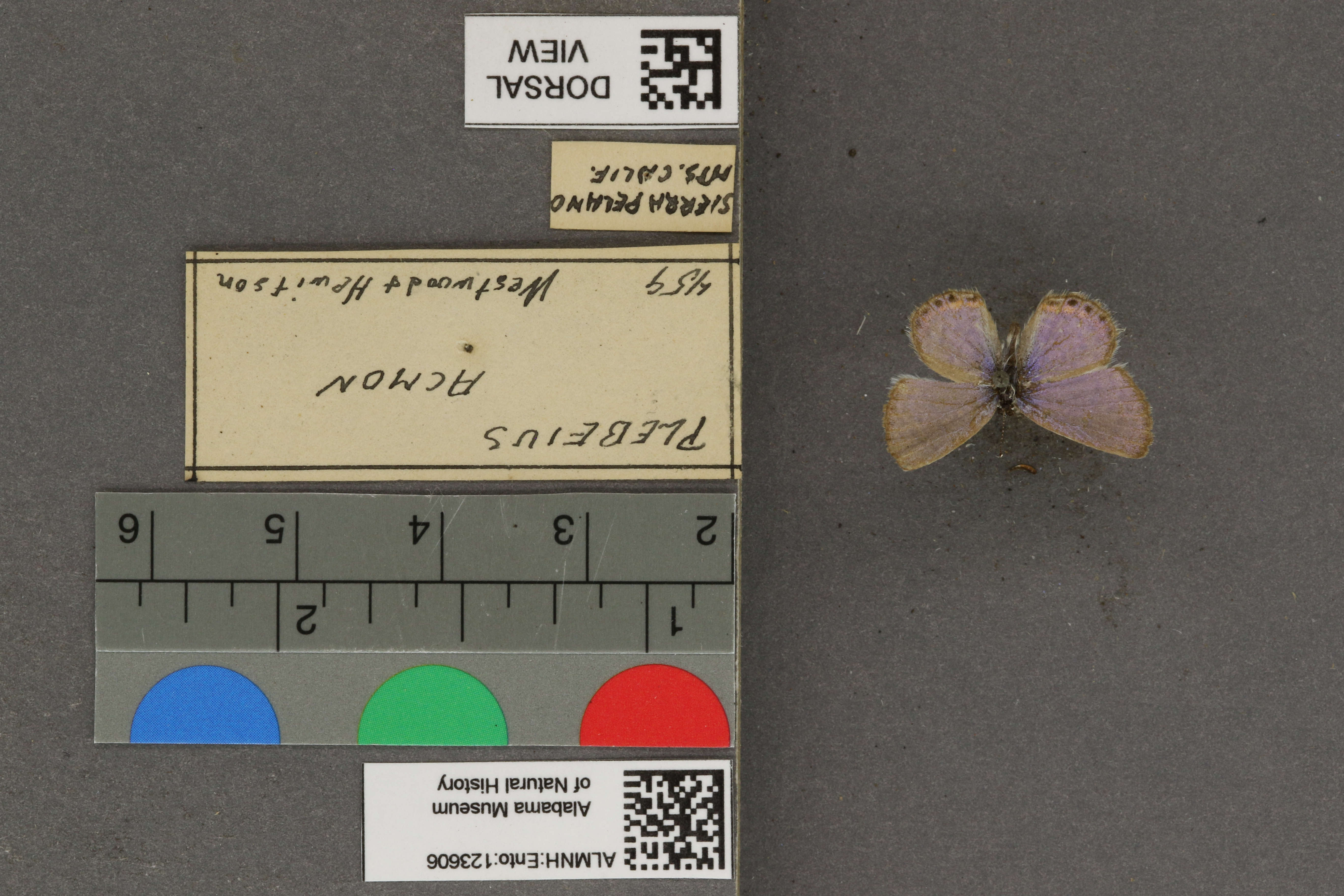 Plebejus acmon