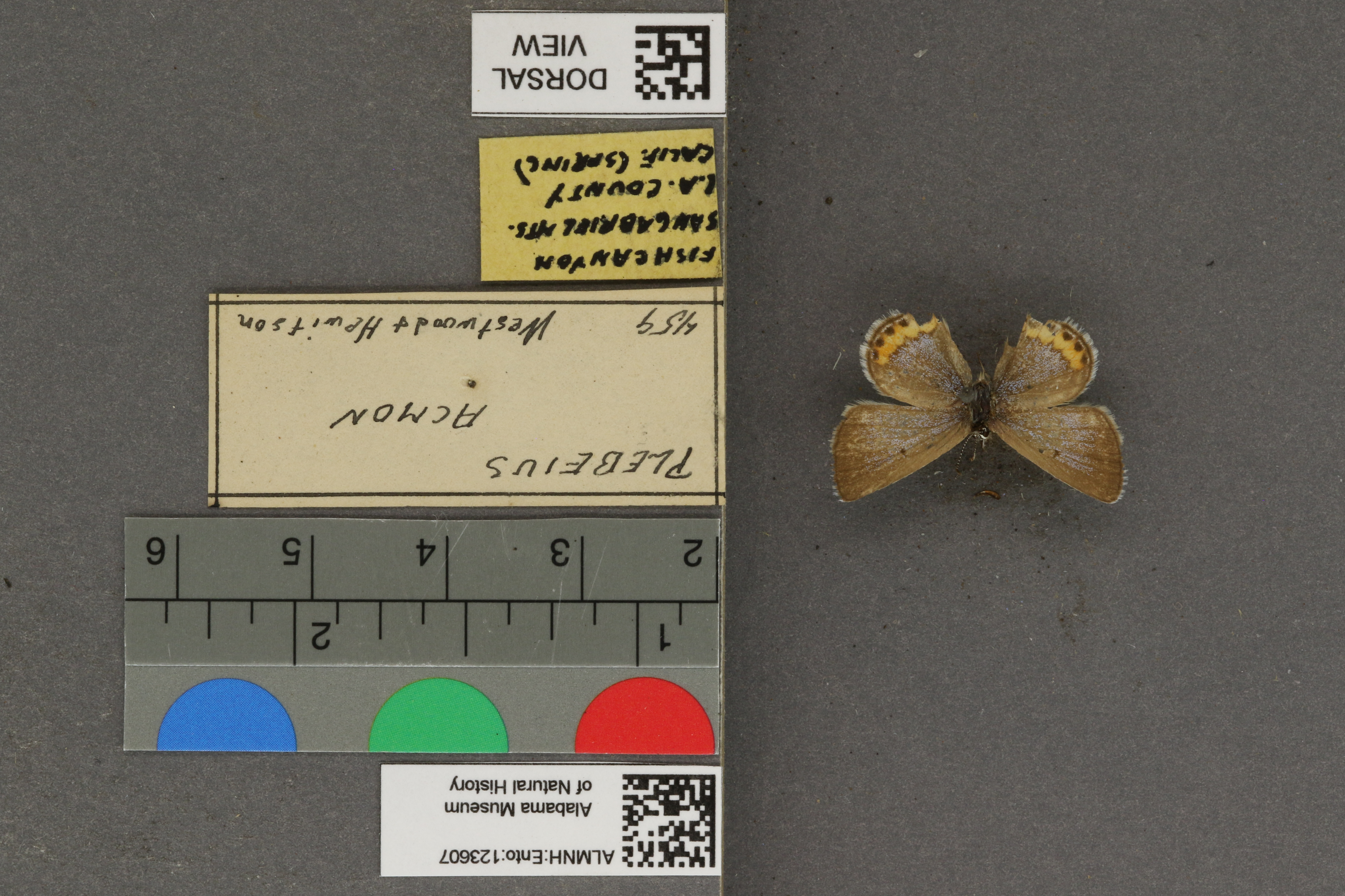Plebejus acmon