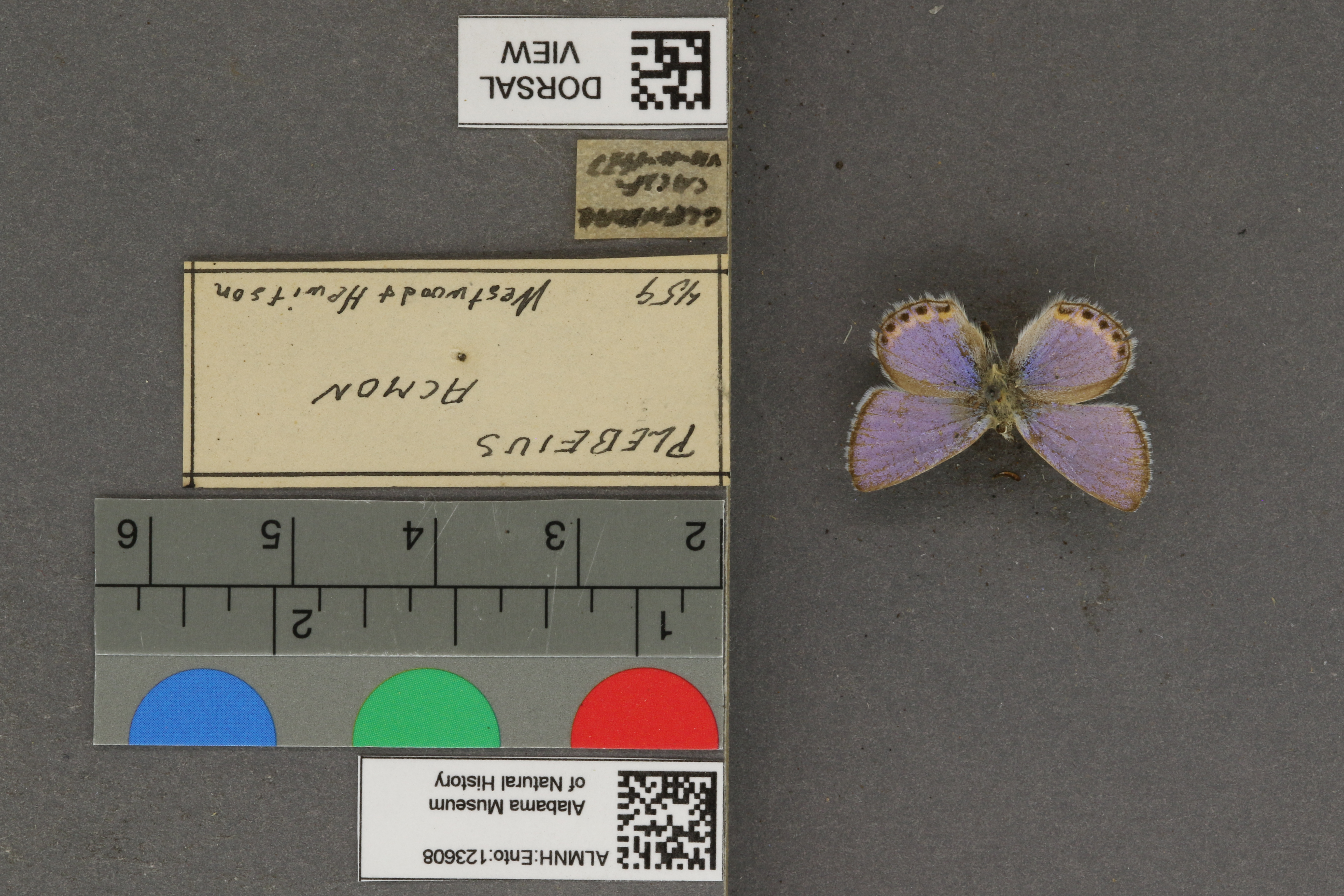 Plebejus acmon