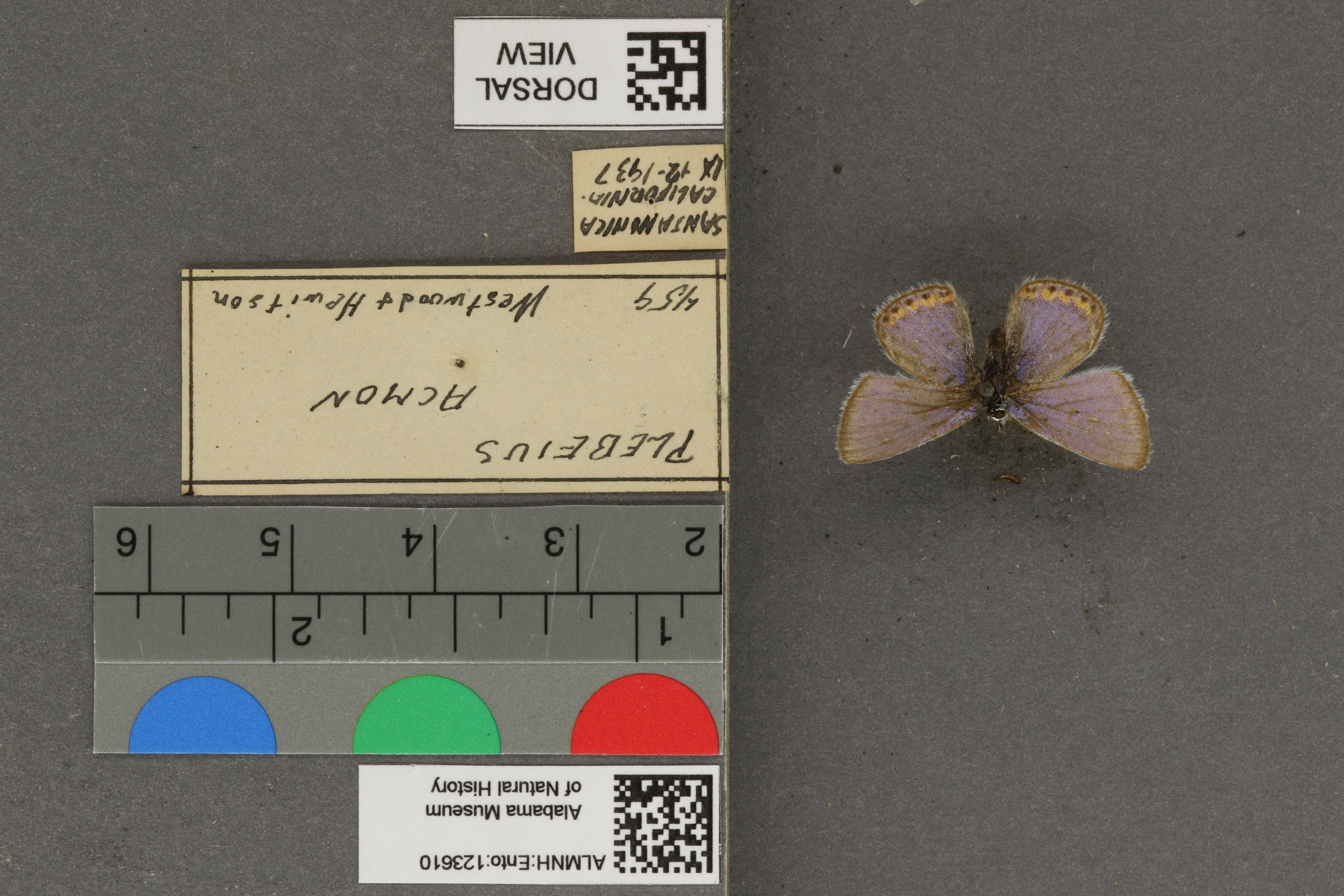 Plebejus acmon