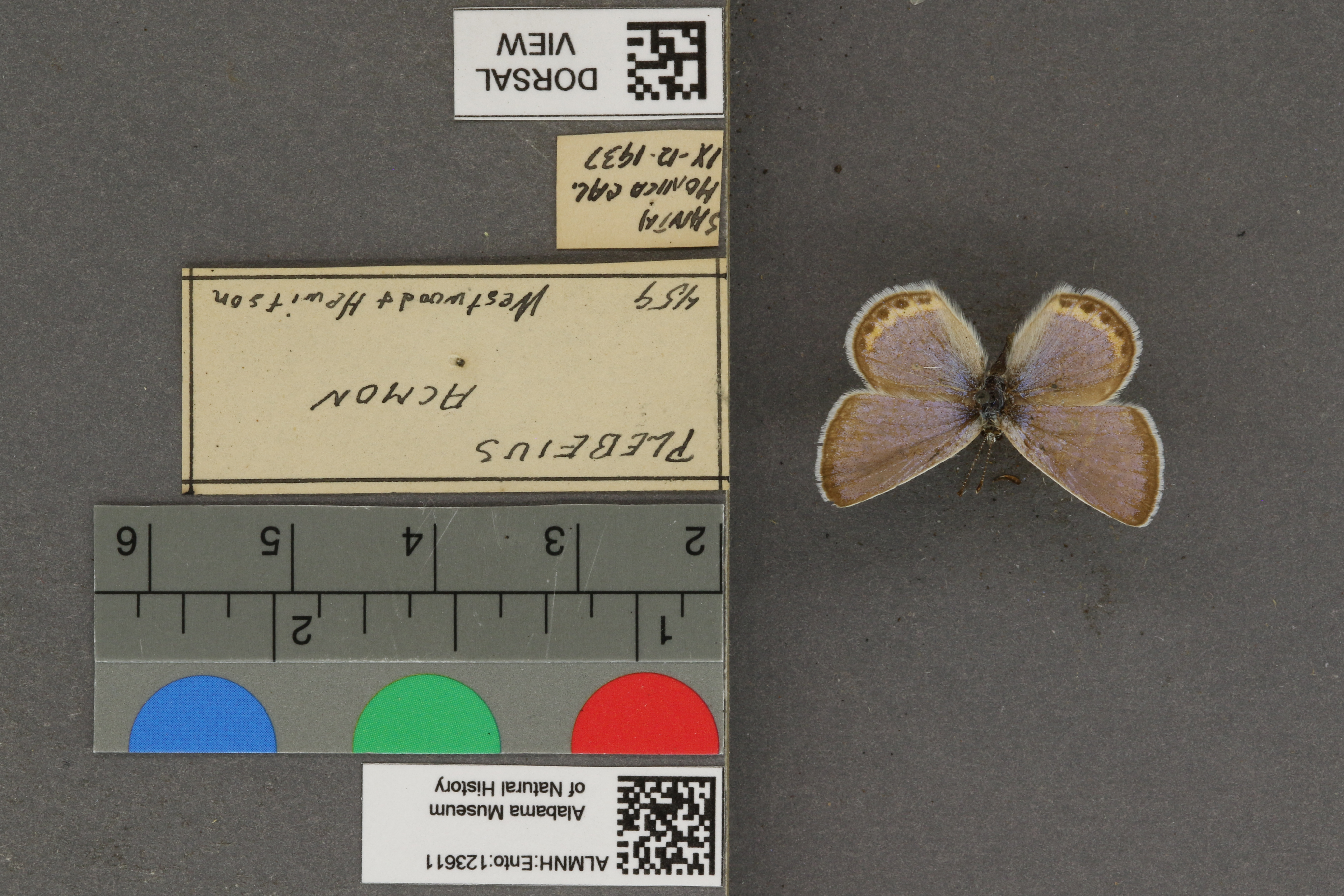 Plebejus acmon