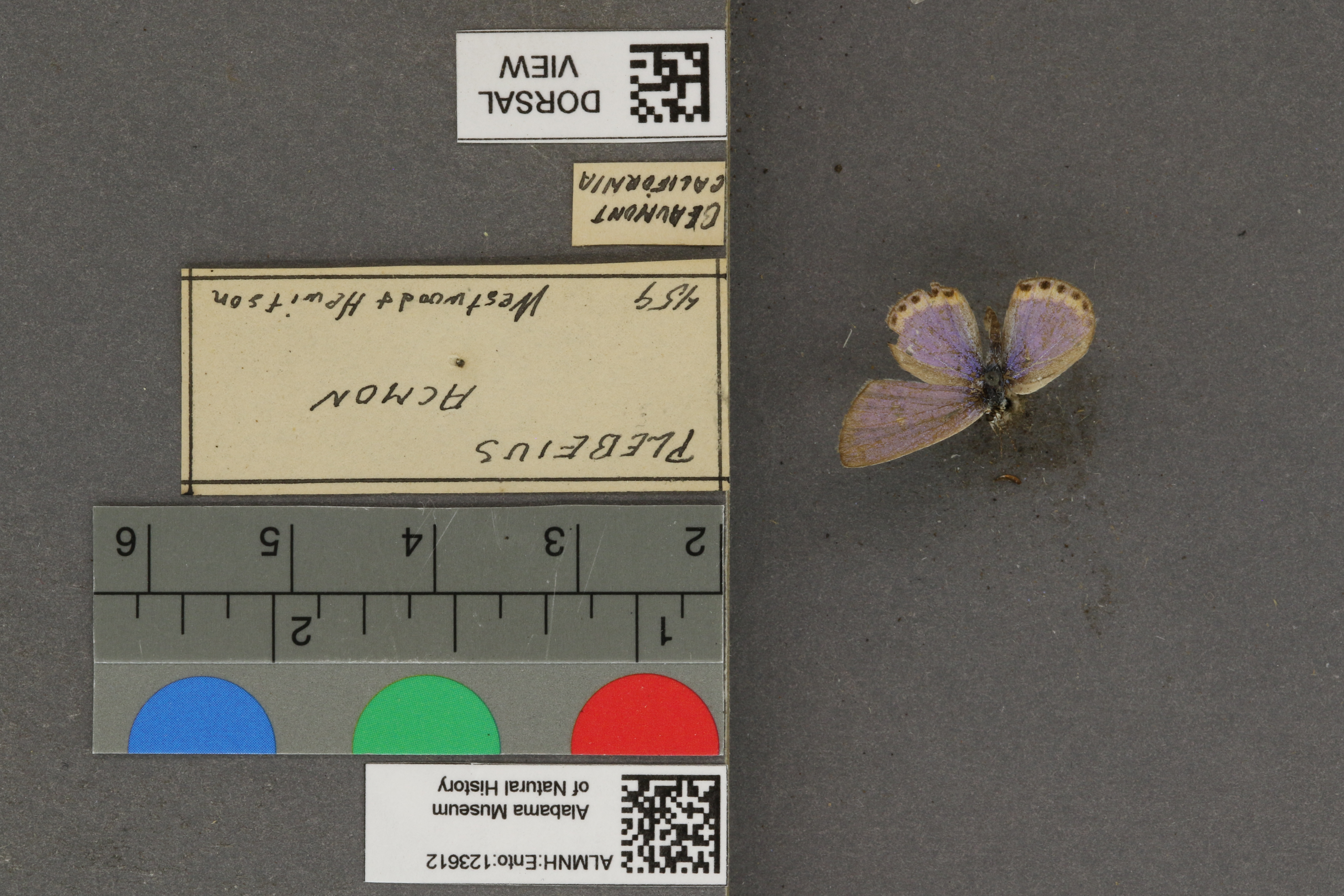 Plebejus acmon