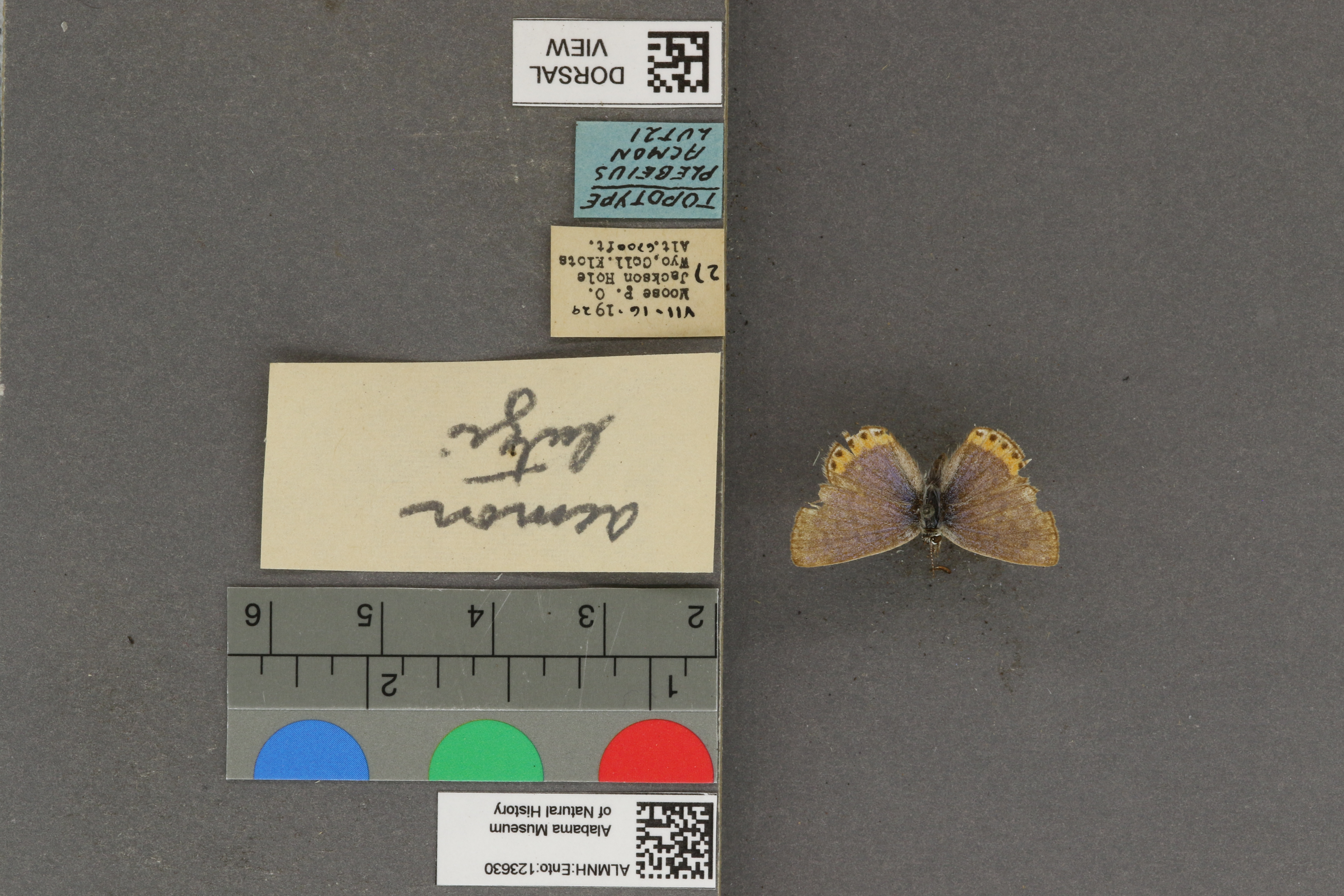 Plebejus acmon