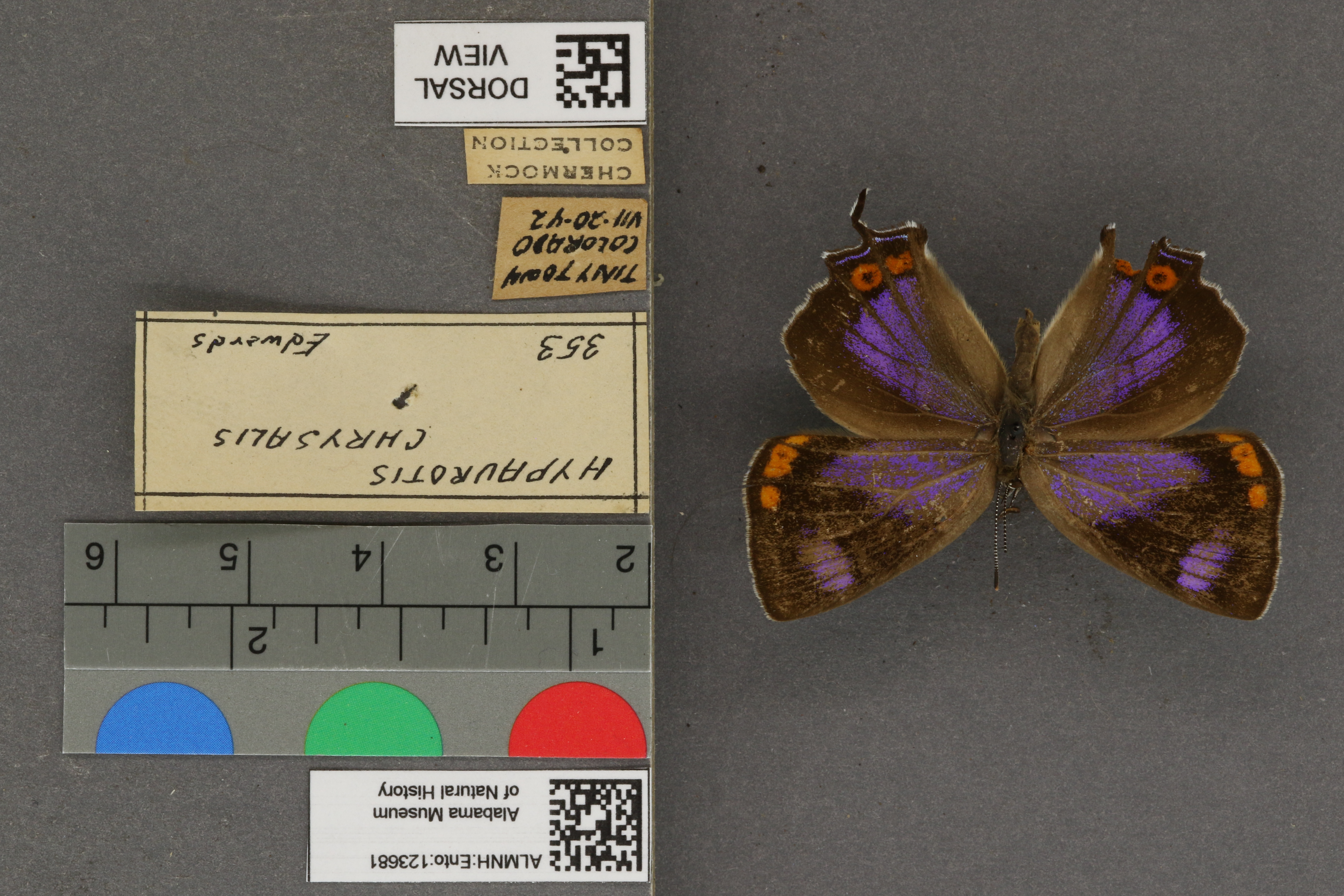 Hypaurotis crysalus