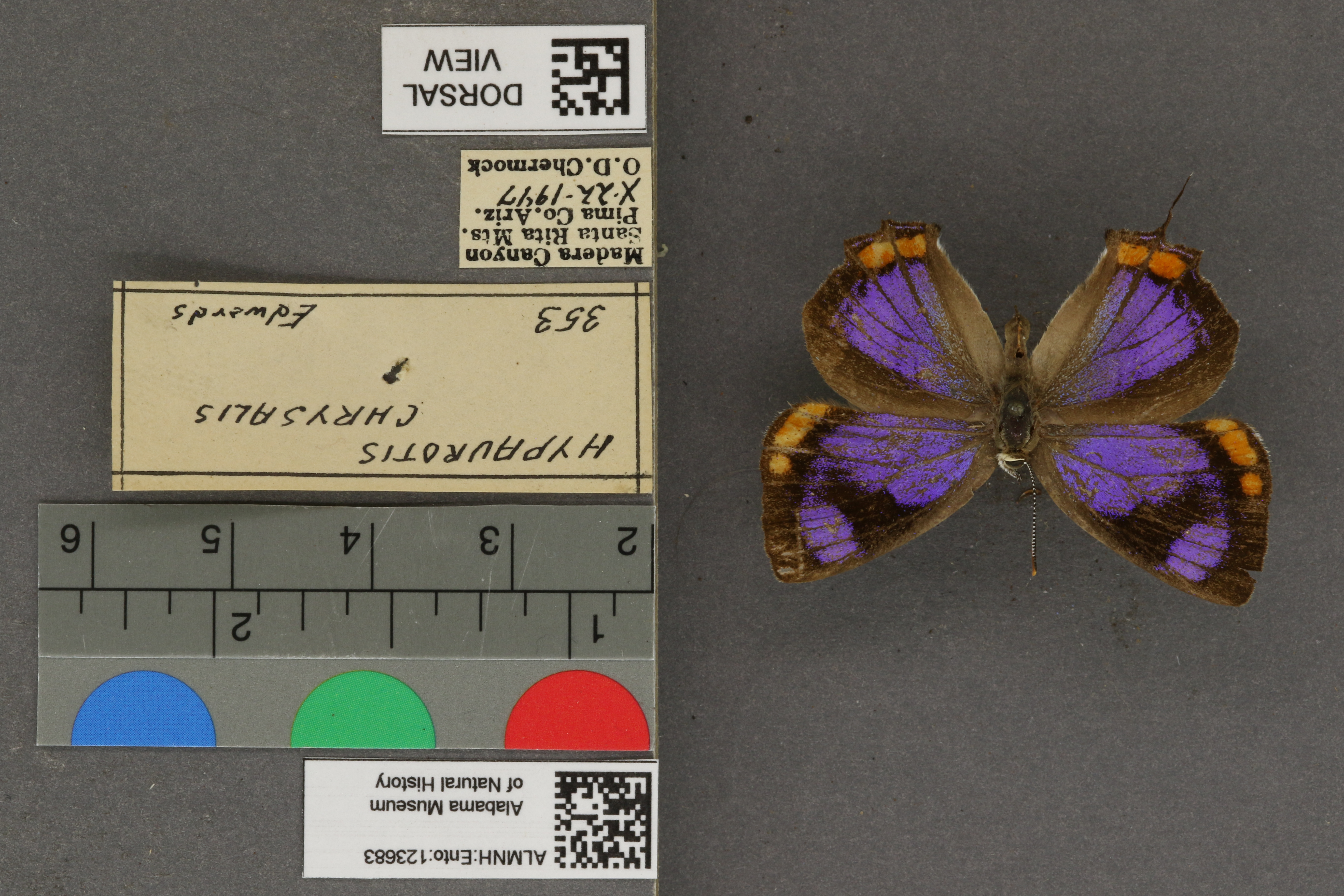 Hypaurotis crysalus