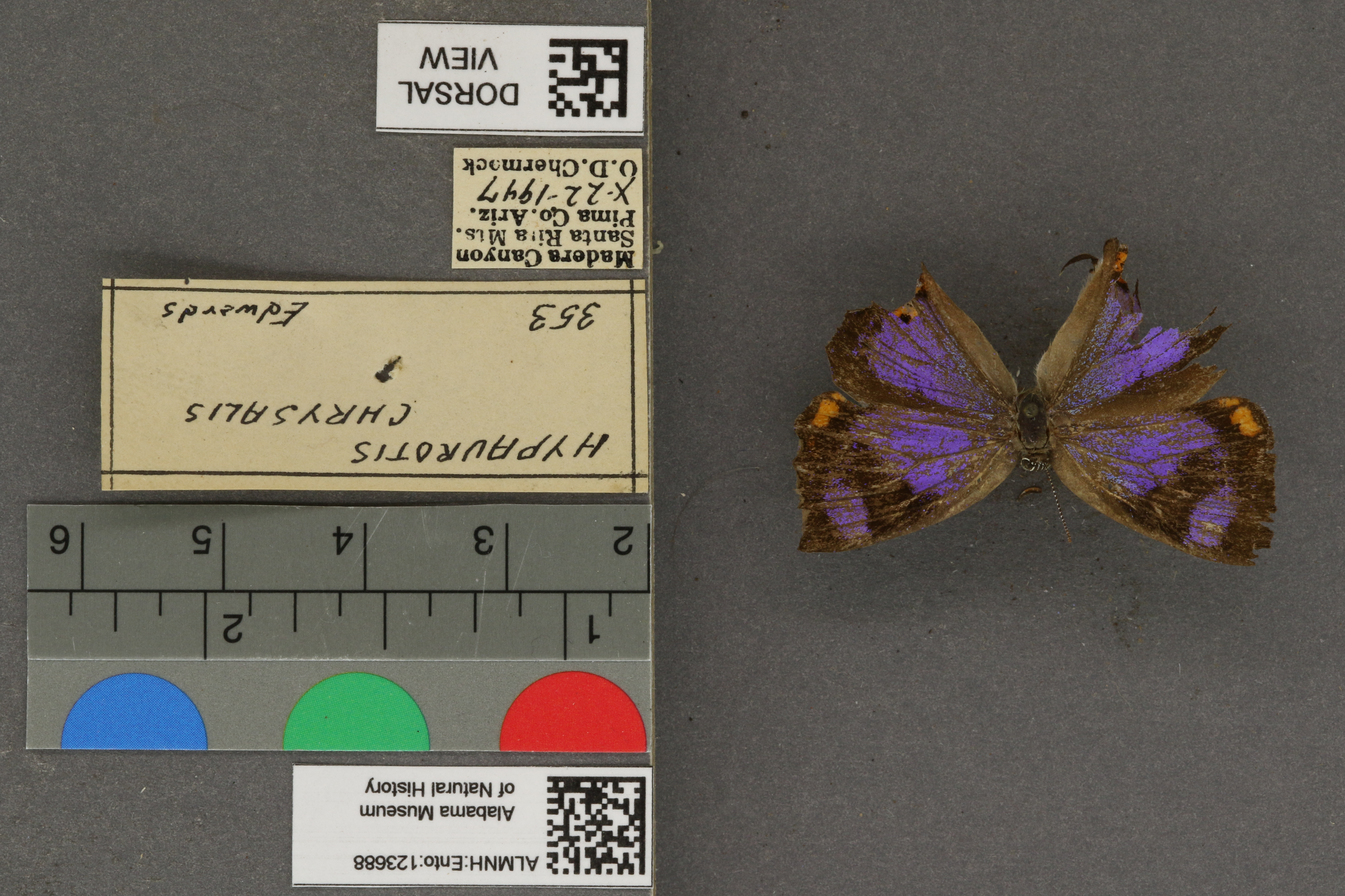 Hypaurotis crysalus