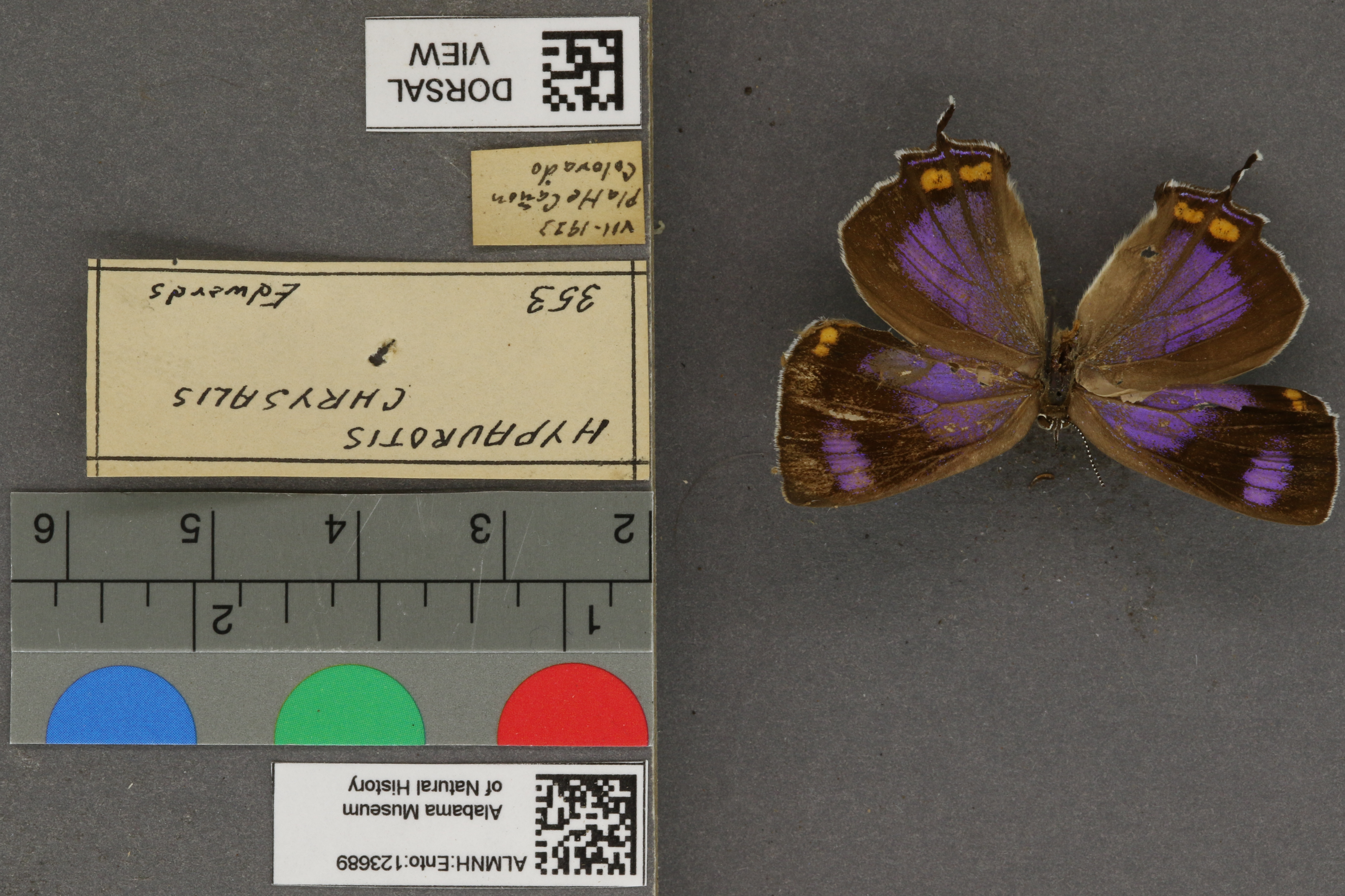 Hypaurotis crysalus