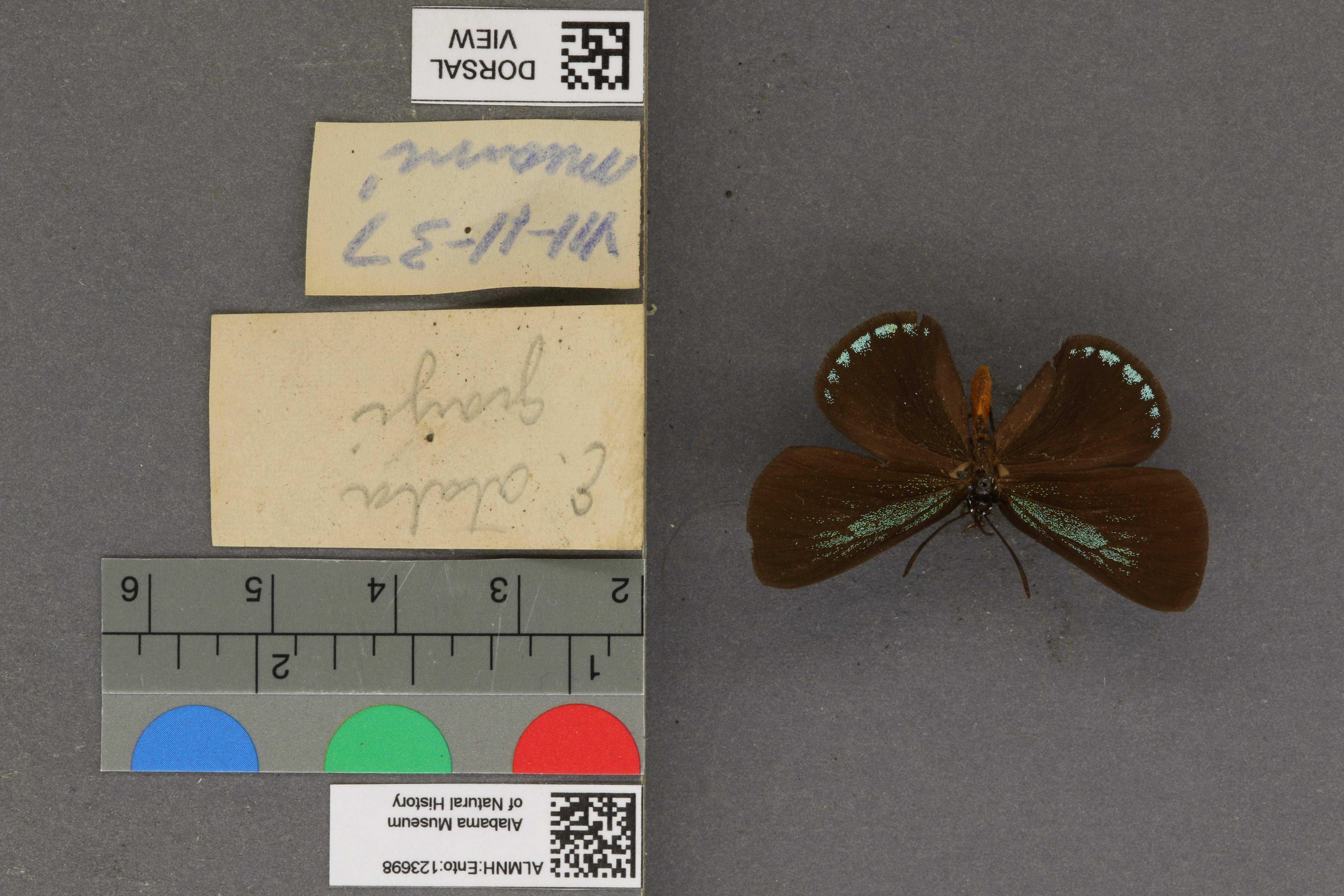 Eumaeus atala