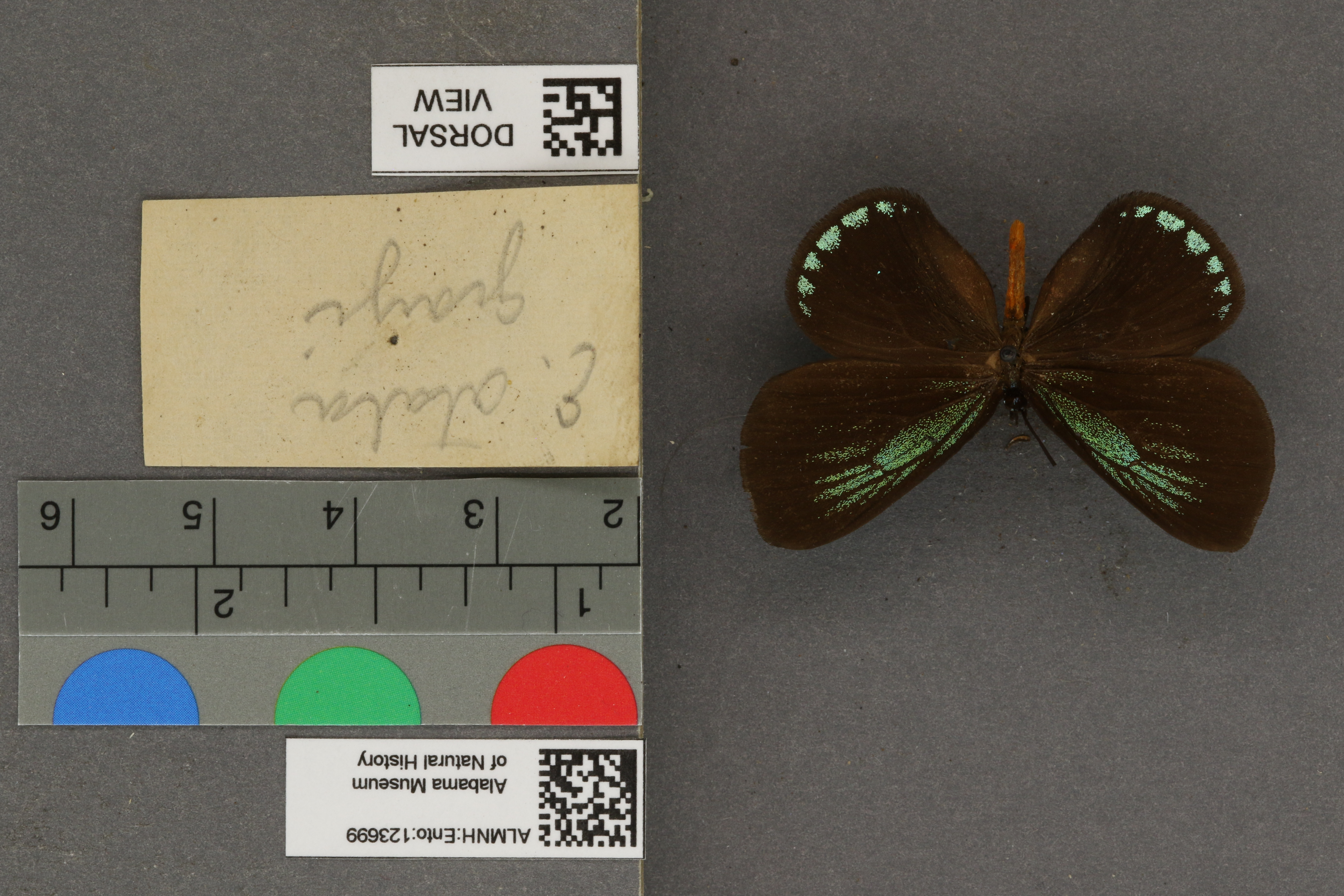 Eumaeus atala