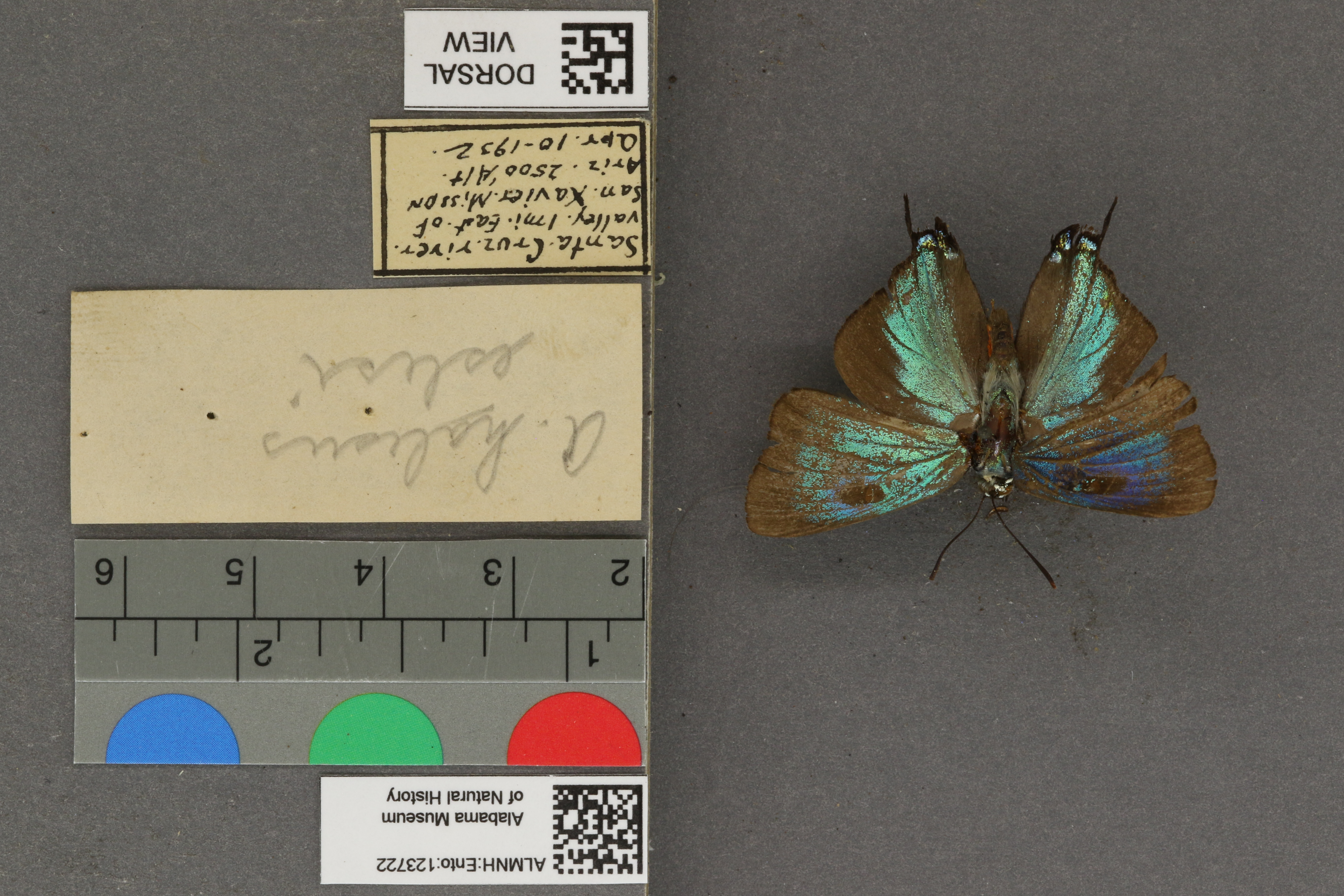 Atlides halesus