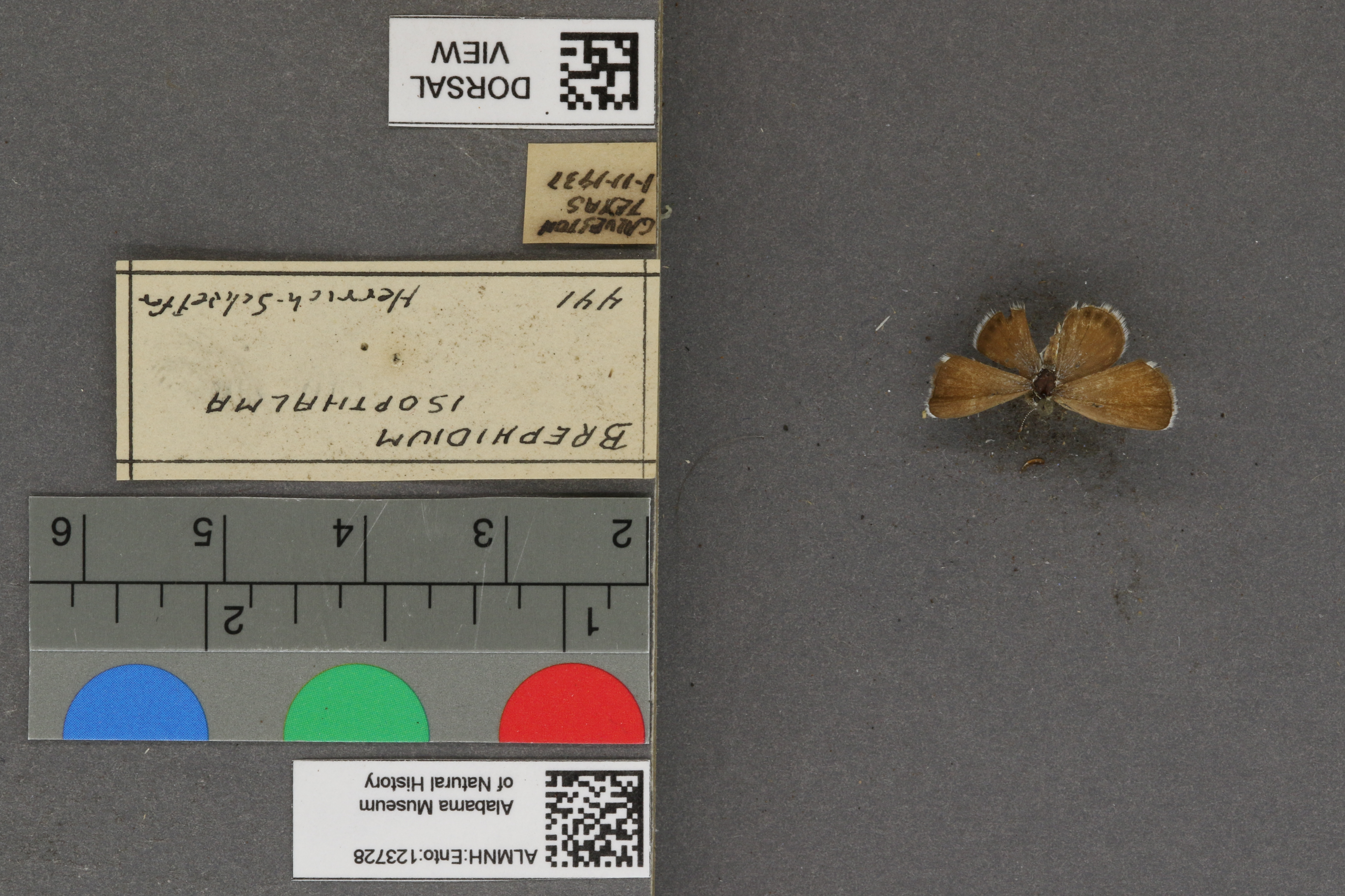 Brephidium isophthalma