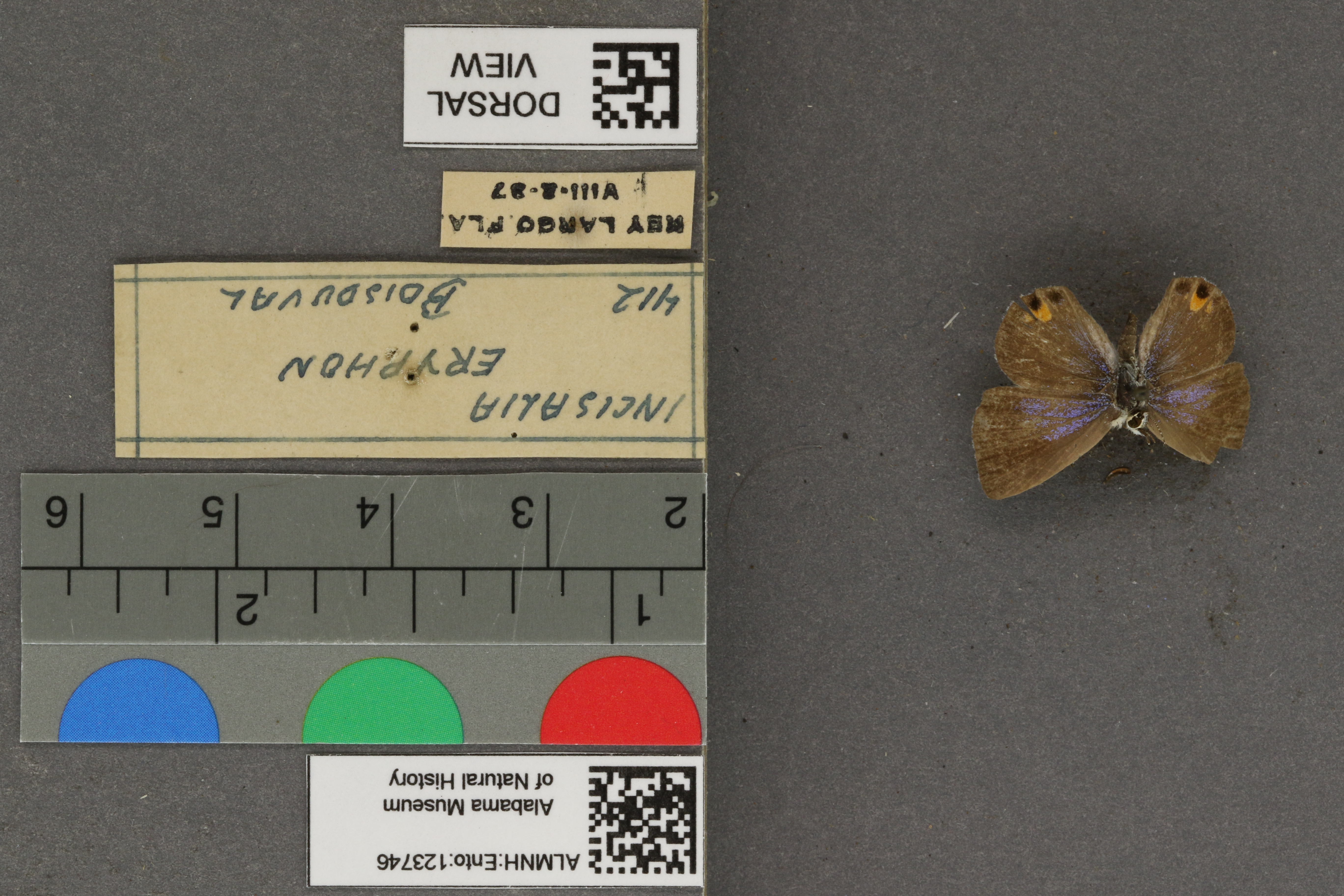 Incisalia eryphon