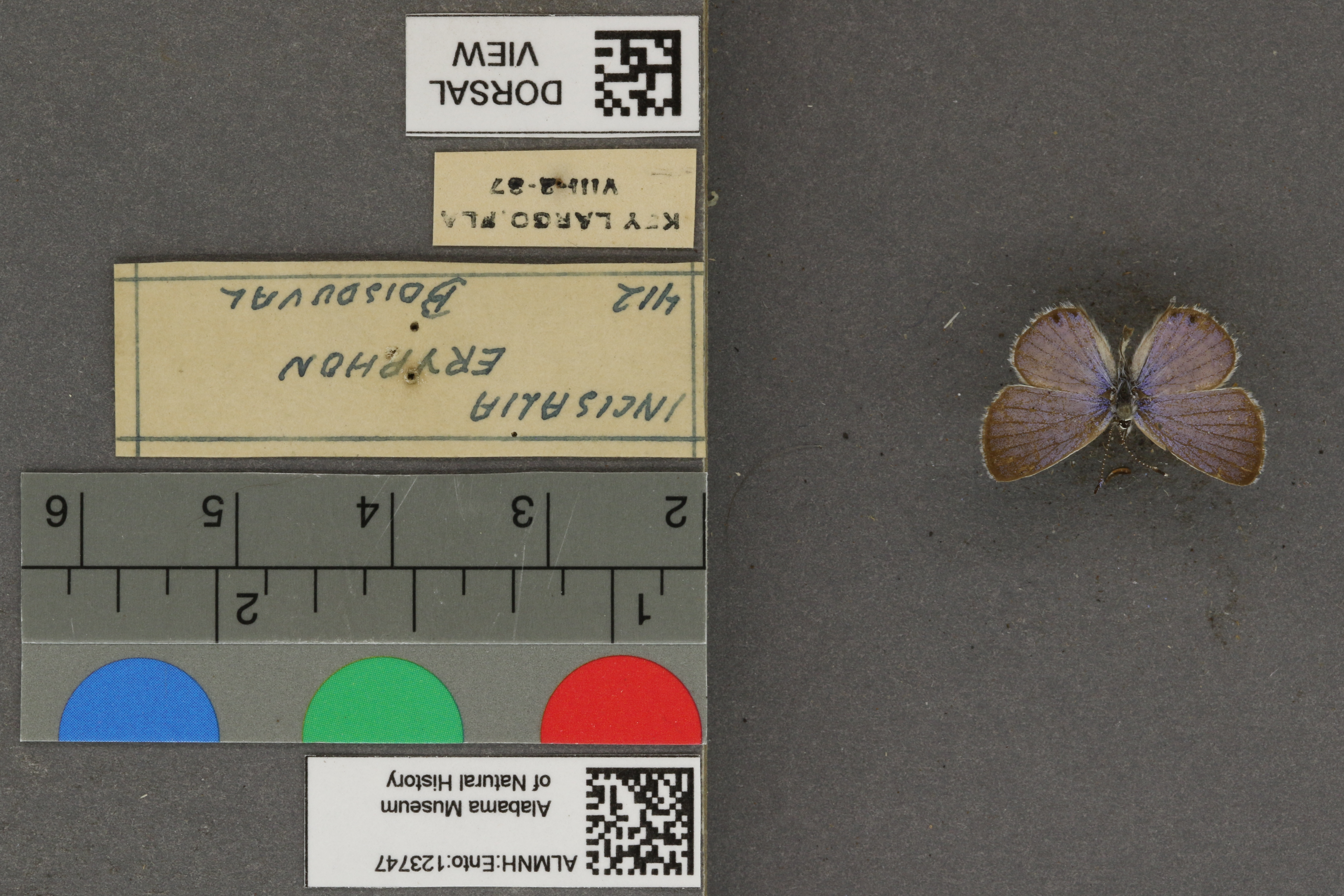 Incisalia eryphon